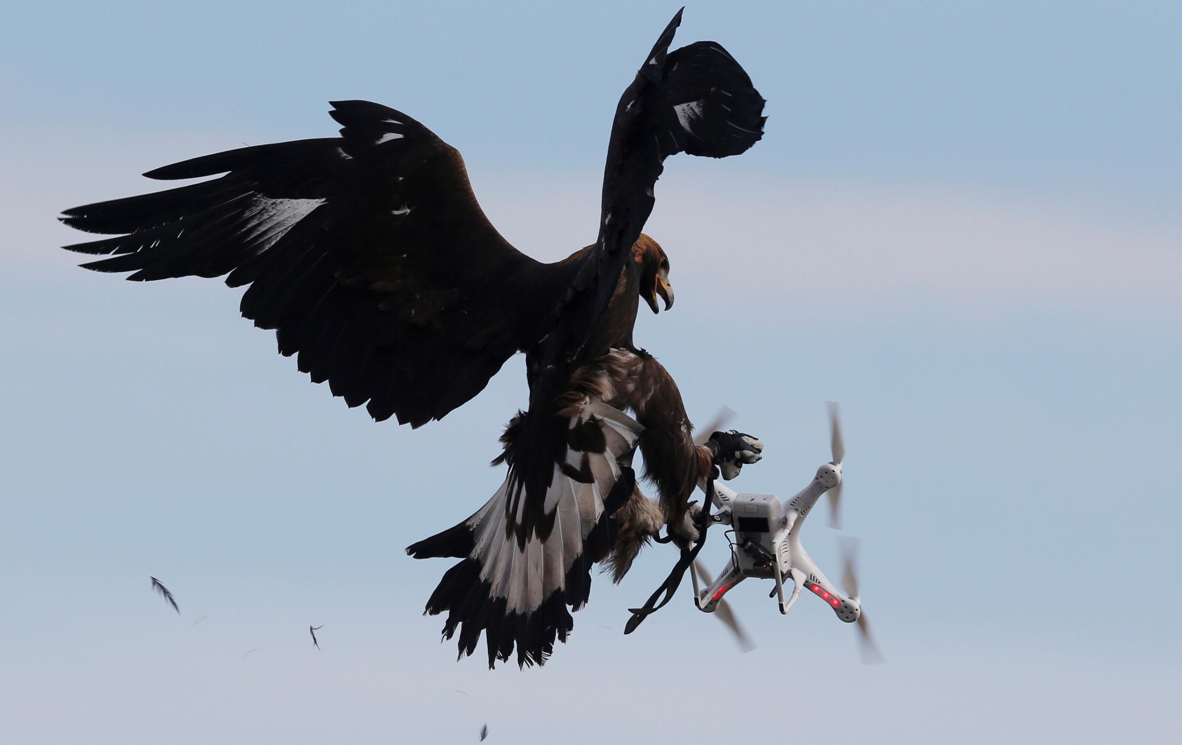 A golden eagle grabs a drone during a military training exercise at Mont de Marsan French Air Force base