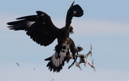 French Air Force Trains Eagles To Hunt Drones Timecom