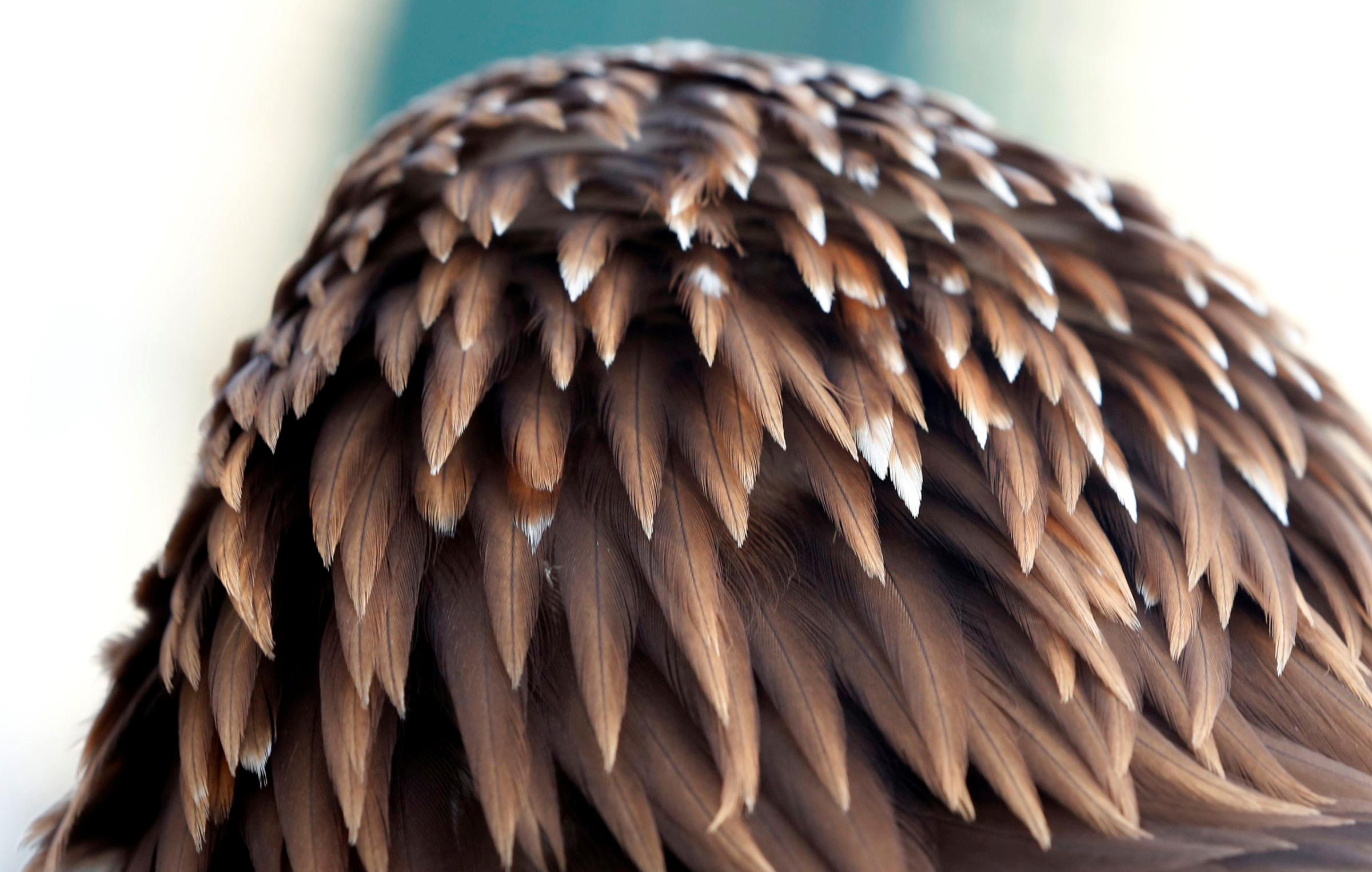 Feathers of golden eagle are pictured as part of a military training for combat against drones in Mont-de-Marsan French Air Force base, Southwestern France