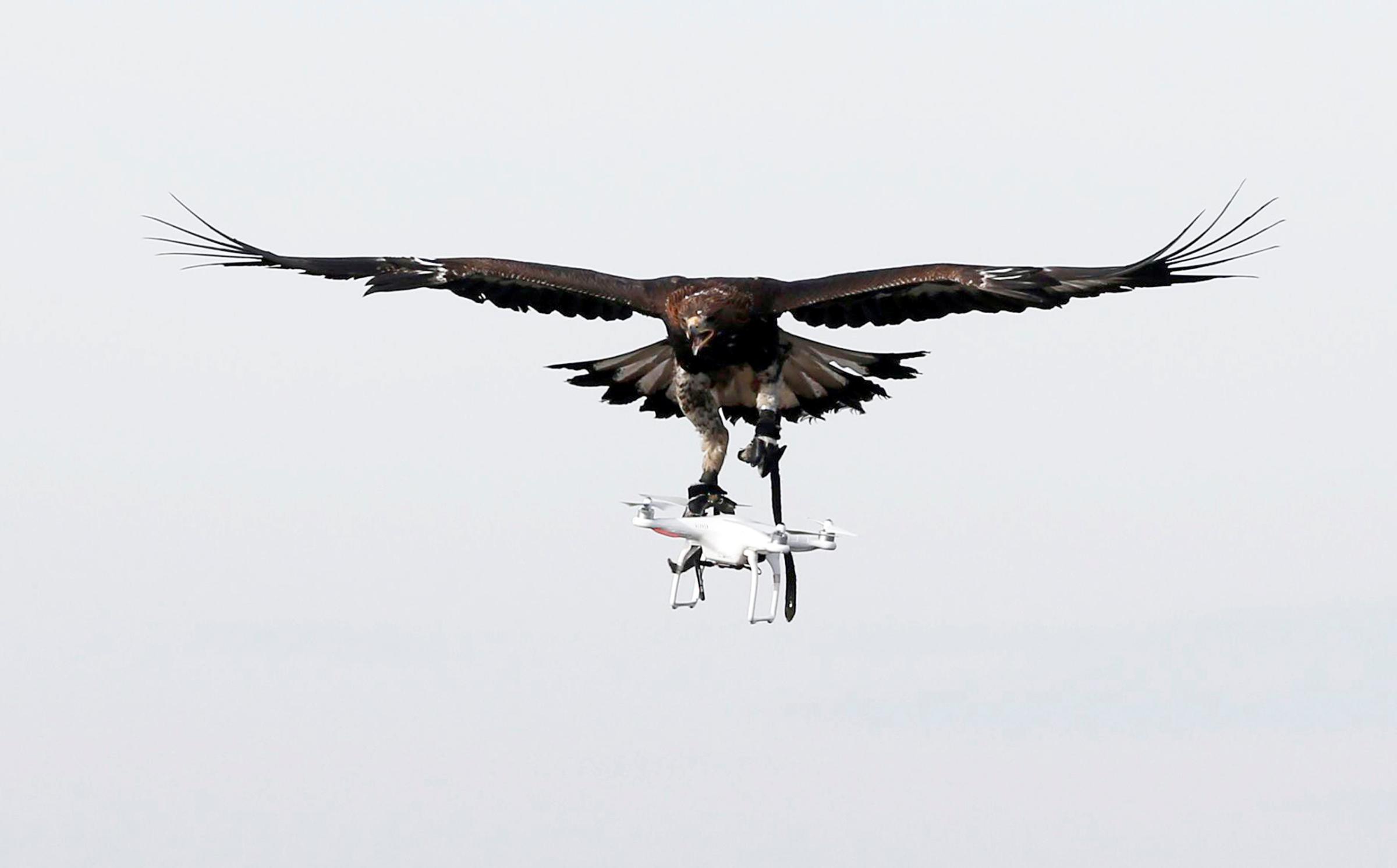 A golden eagle carries a flying drone away during a military training exercise at Mont-de-Marsan French Air Force base