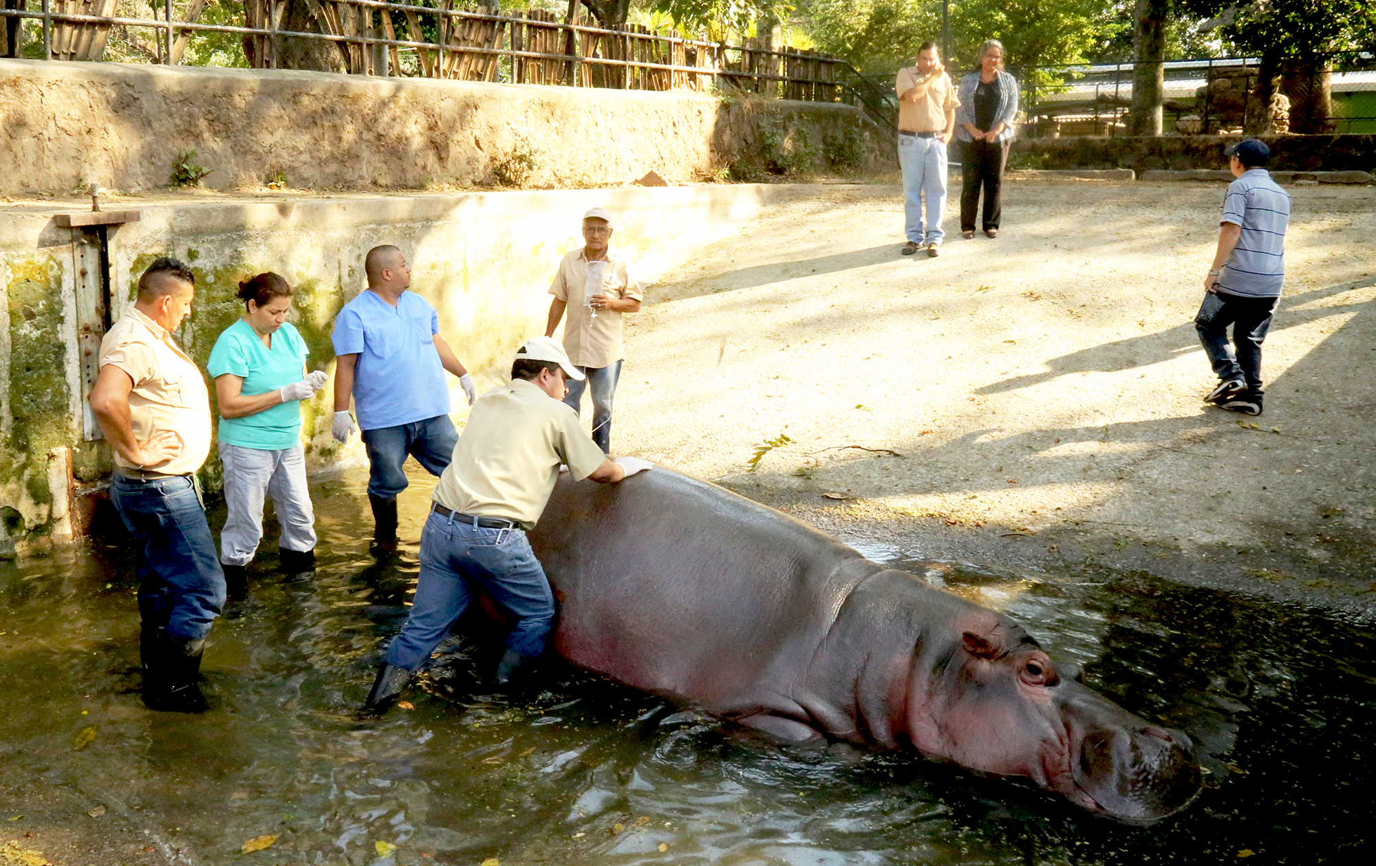 A handout photo made available by El Salvador's Culture Ministry shows El Salvador National Zoo personnel attending to a hippopotamus named Gustavito in San Salvador, El Salvador Feb. 25, 2017.