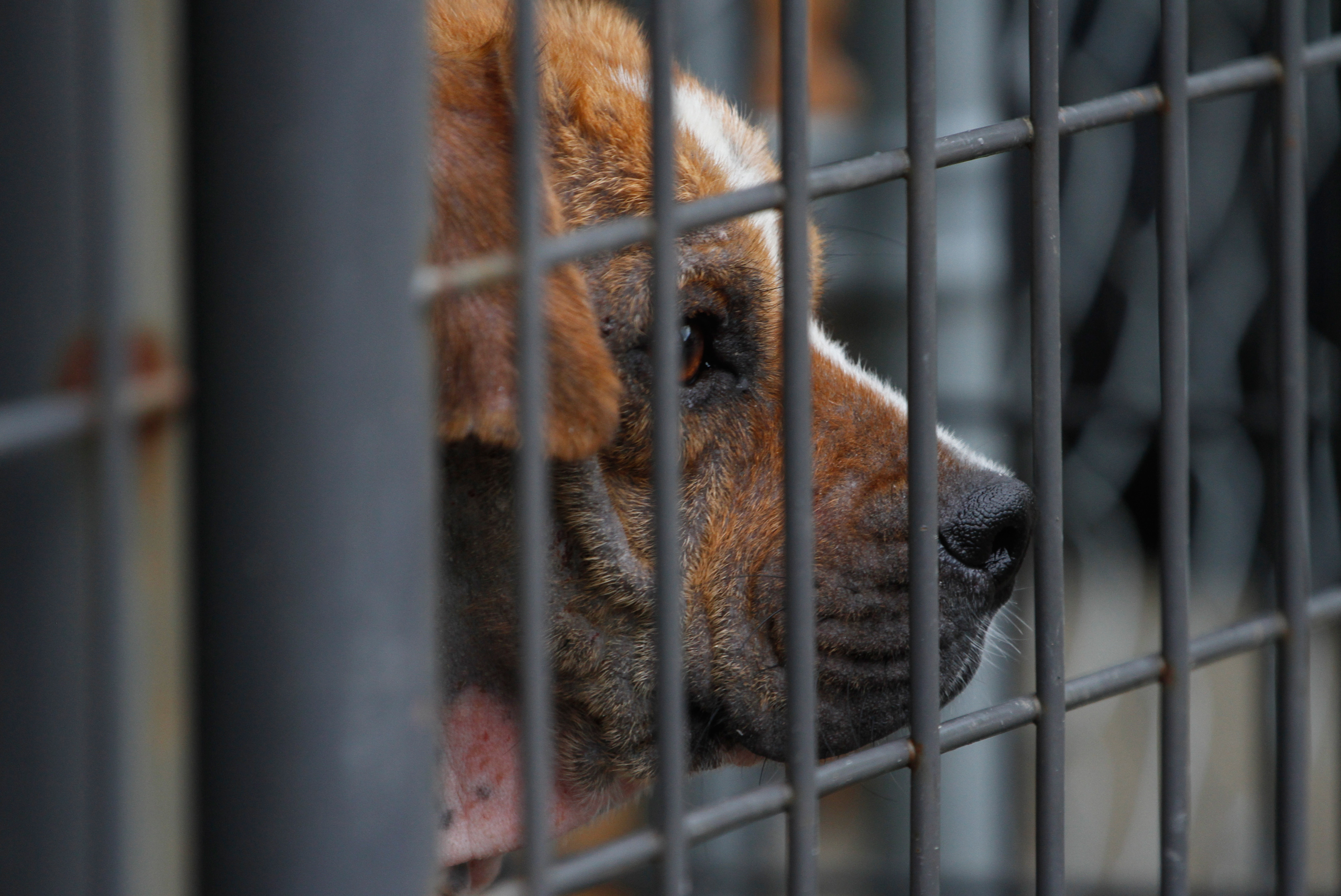 A recently rescued quarantined dog that is suffering from mange looks out of its cage at the Pet Placement Center in Red Bank, Tenn., on June 13, 2014. (Dan Henry—AP)