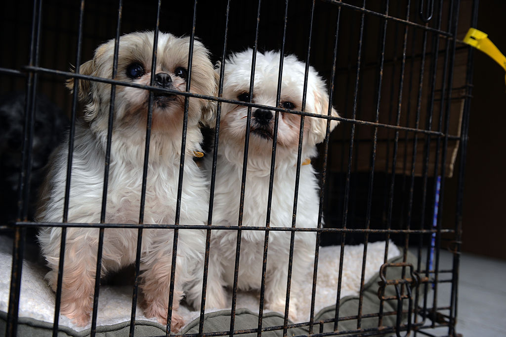Two dogs, rescued from a puppy mill, huddle up in their cage in the back of a truck on Feb. 2, 2013.