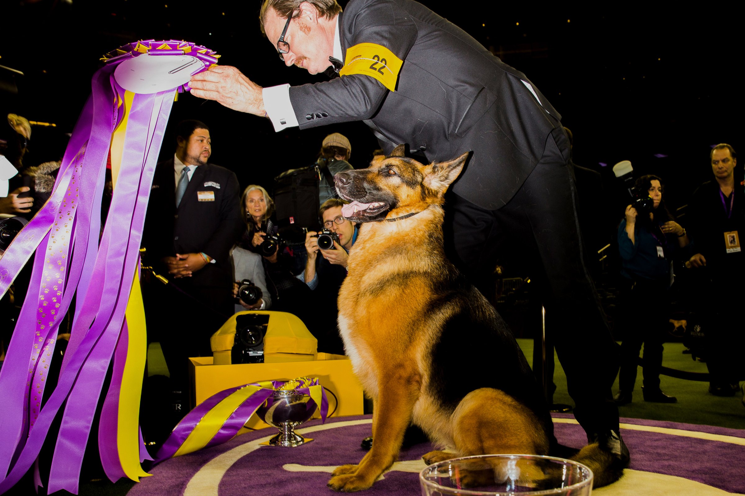 Rumor, a German shepherd, stands next to his handler in the winner's circle after taking the "Best In Show" award at the 141st Westminster Kennel Club Dog Show in New York on Feb. 14, 2017.