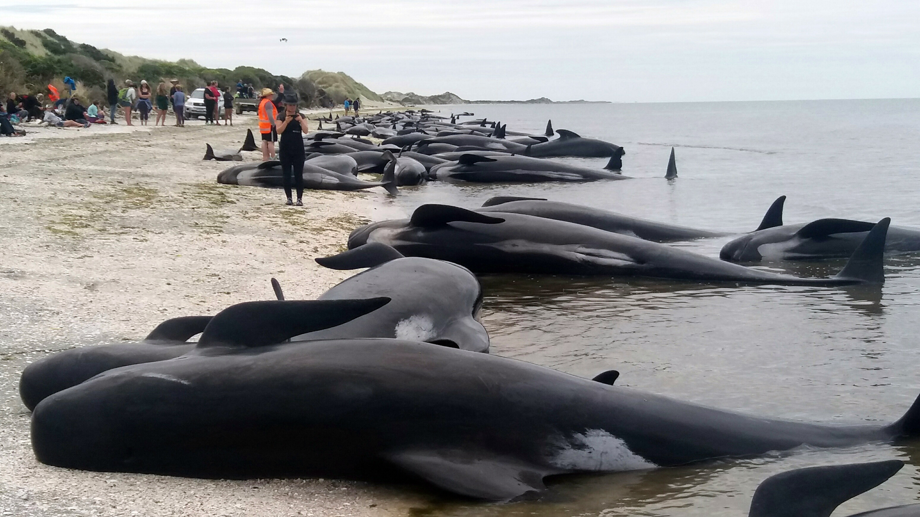 Whales are stranded at Farewell Spit near Nelson, New Zealand, on Feb. 10, 2017 (Tim Cuff—AP)