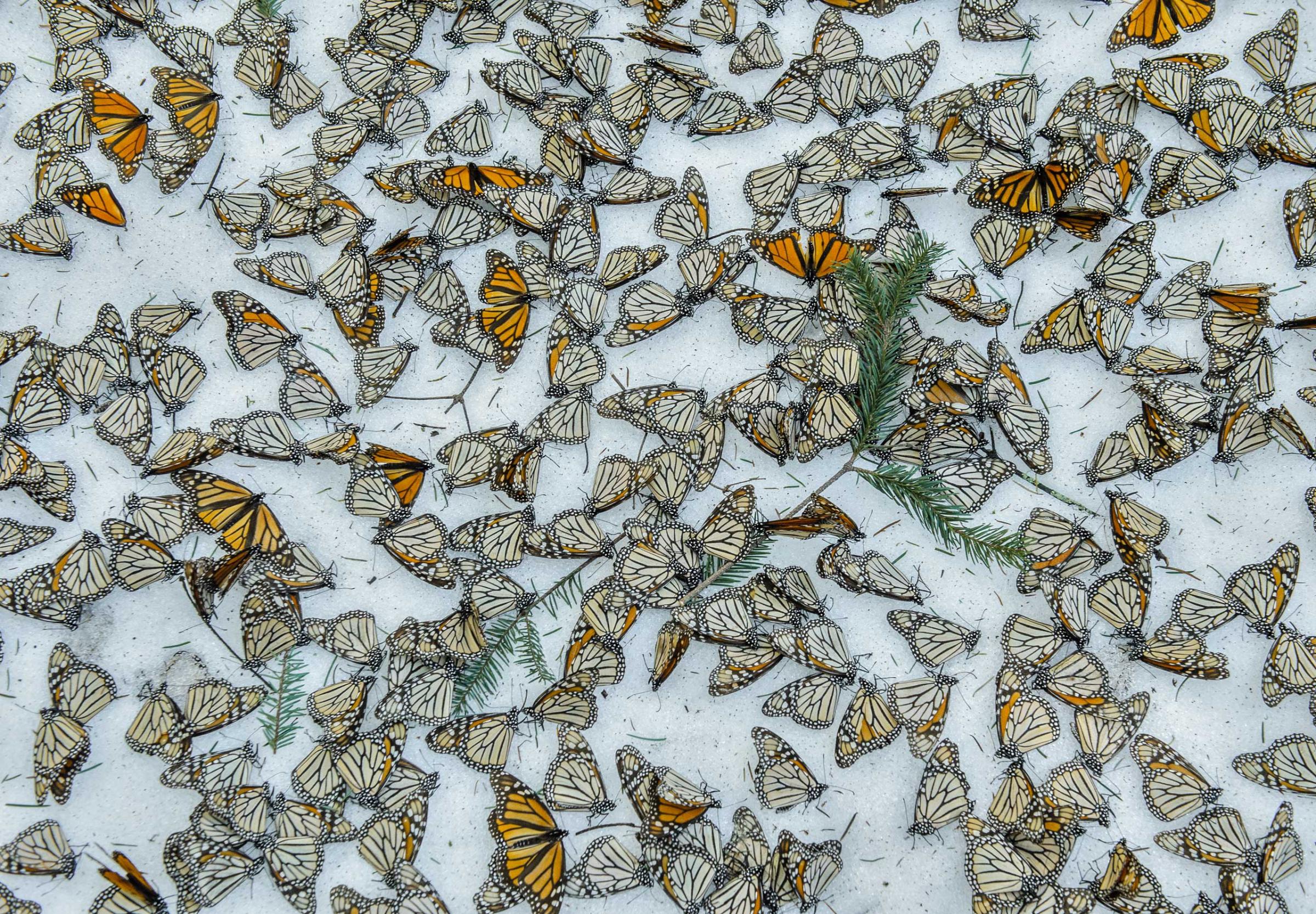 A carpet of Monarch Butterflies covers the forest floor of El Rosario Butterfly Sanctuary after a snow storm that hit the state of Michoacán in Mexico on March 2015.On March 8th and 9th of 2016 a strong snow storm hit the mountains of Central Mexico creating havoc in the wintering colonies of Monarch Butterflies just when they were starting their migration back to U.S.A. and Canada.Monarch butterflies are surprisingly resilient and they can survive several days in below zero temperatures as long as they remain dry. Deforestation reduces the shelter for the butterflies making them more vulnerable to the weather elements. And although illegal logging has been curbed thanks to the conservation efforts in Mexico, climate change is creating an increase of these unusual weather events which represent one of the biggest challenges for these insects during their hibernation period.