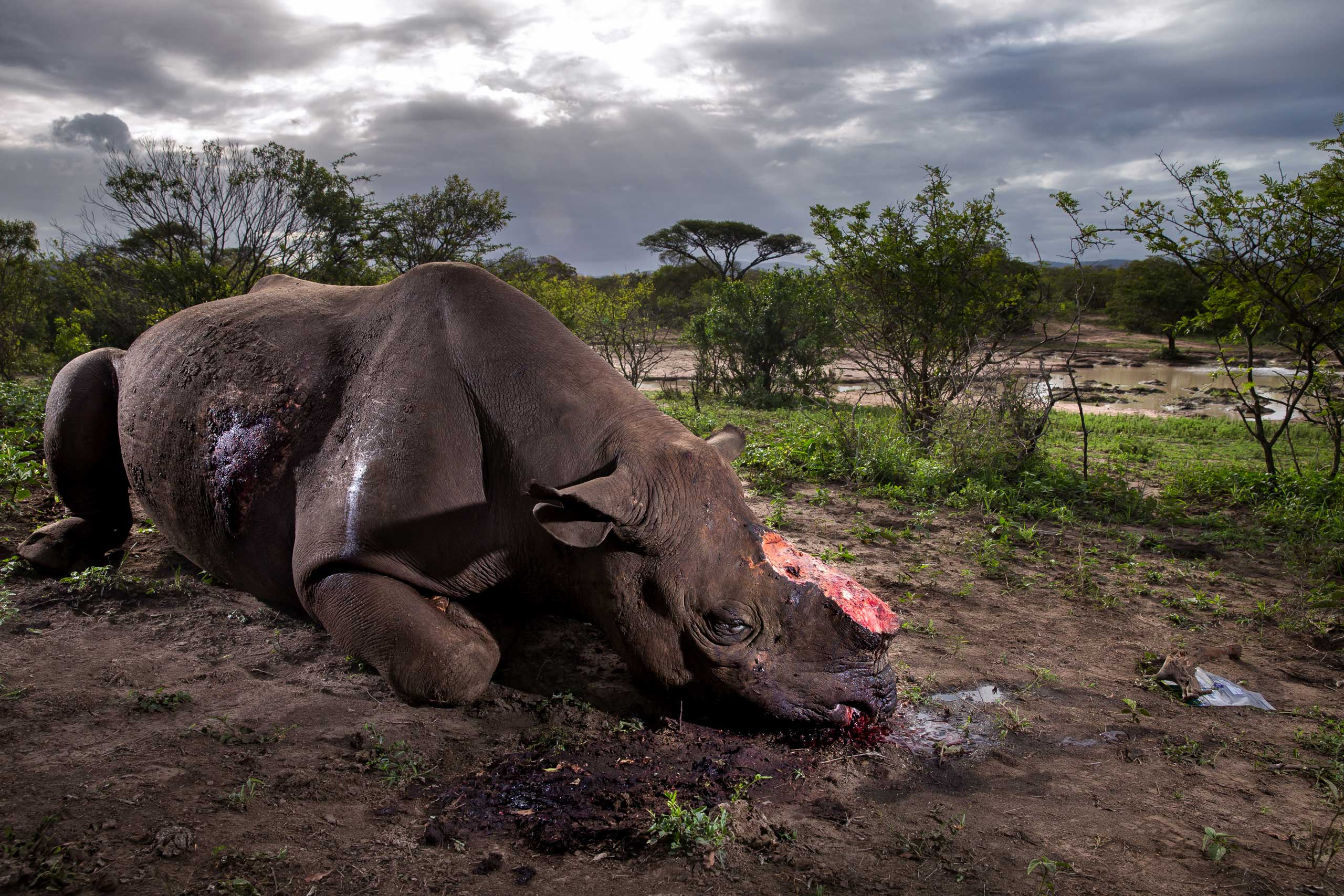 A Black Rhino Bull is seen dead, poached for its horns less than eight hours earlier at Hluhluwe Umfolozi Game Reserve, South Africa.