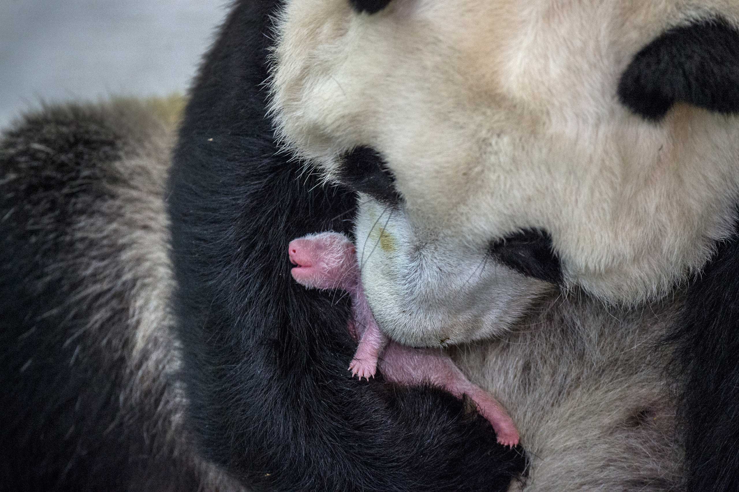 Seven-year-old giant panda Min Min had a baby girl at Bifengxia Giant Panda Breeding and Research Center in Sichuan Province, China.