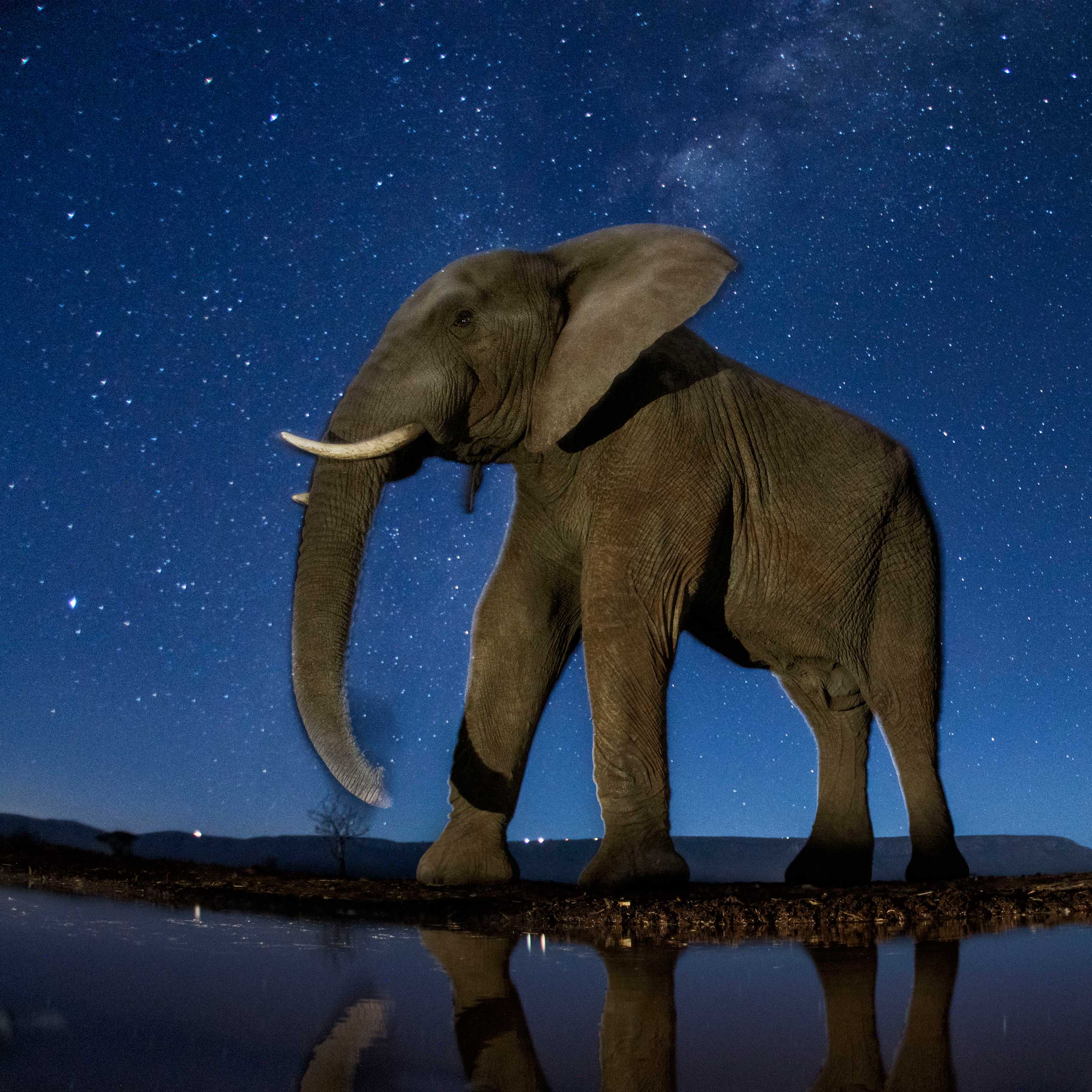 African Elephant under the starry sky.
