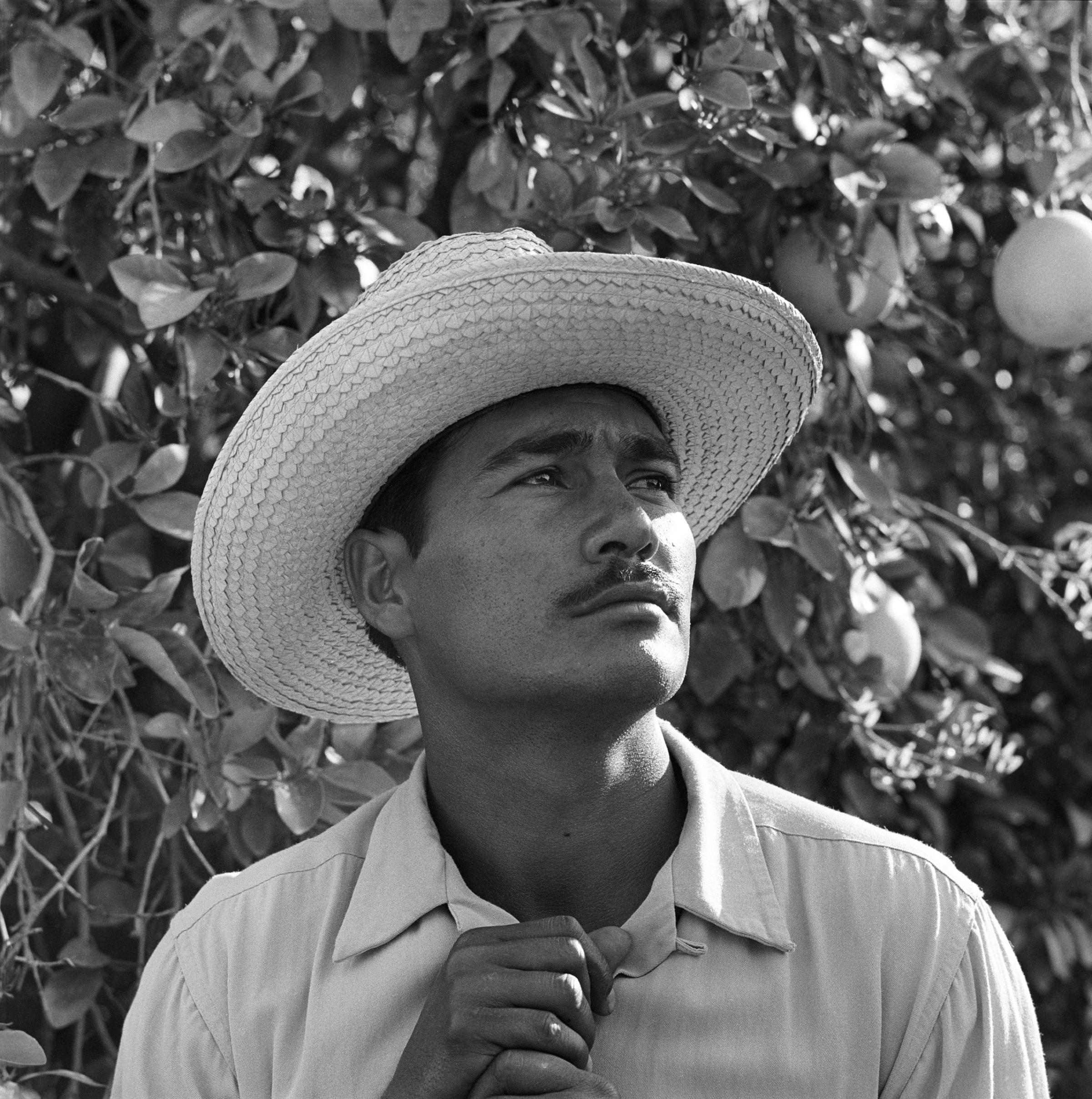 Portrait of Mexican farm laborer, Rafael Tamayo, working in the United States under the Bracero Program, 1957.