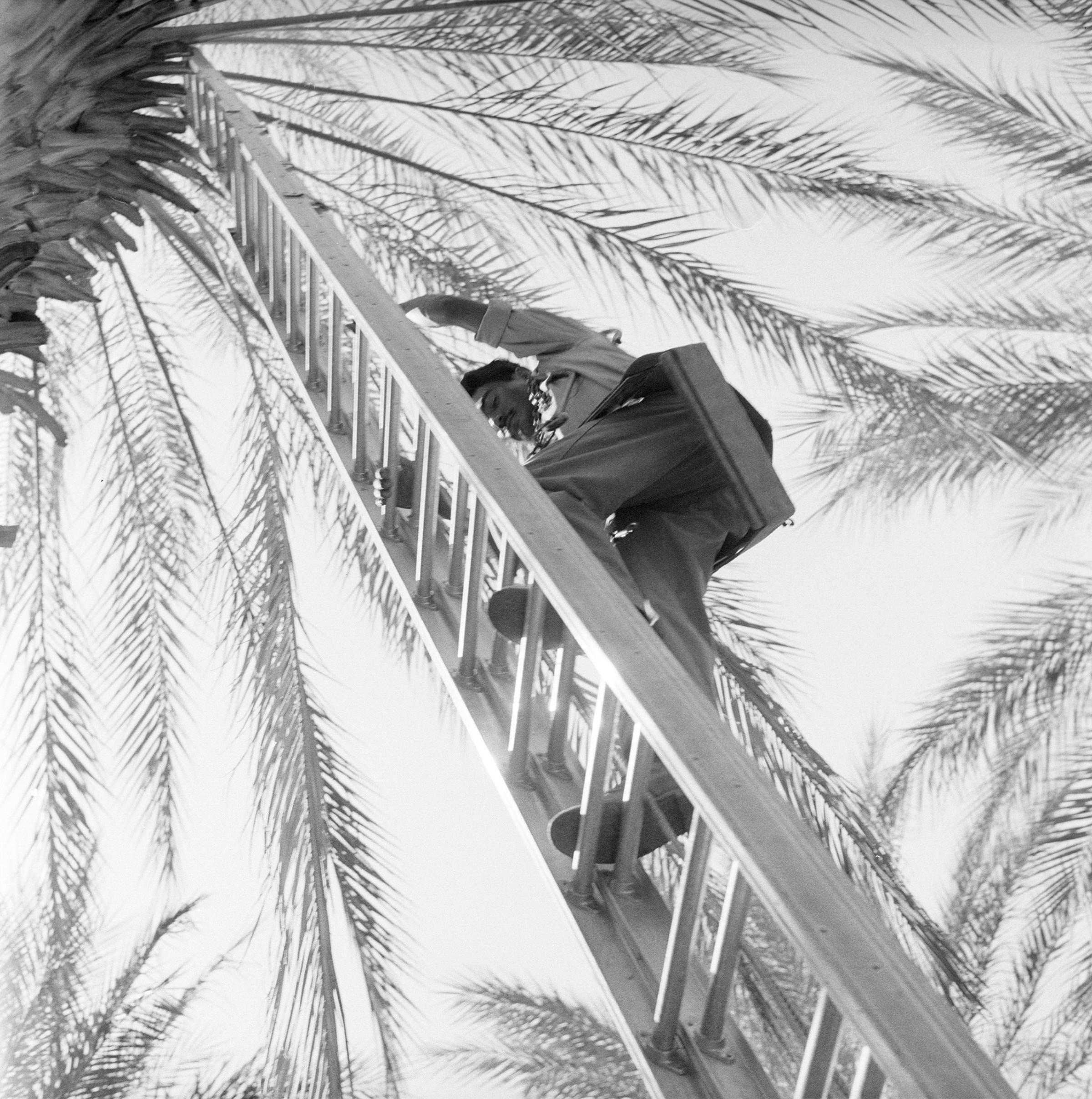 A Mexican farm laborer climbs a ladder under a date palm tree, California, 1957.