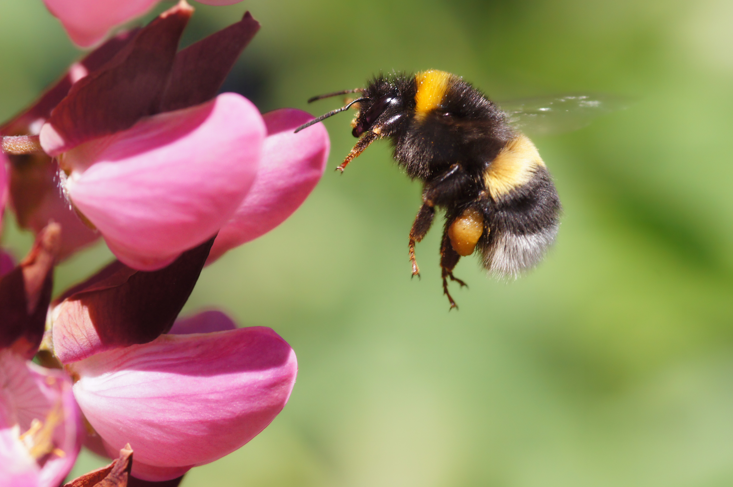 bumble-bee-protected-under-endangered-species-act-time