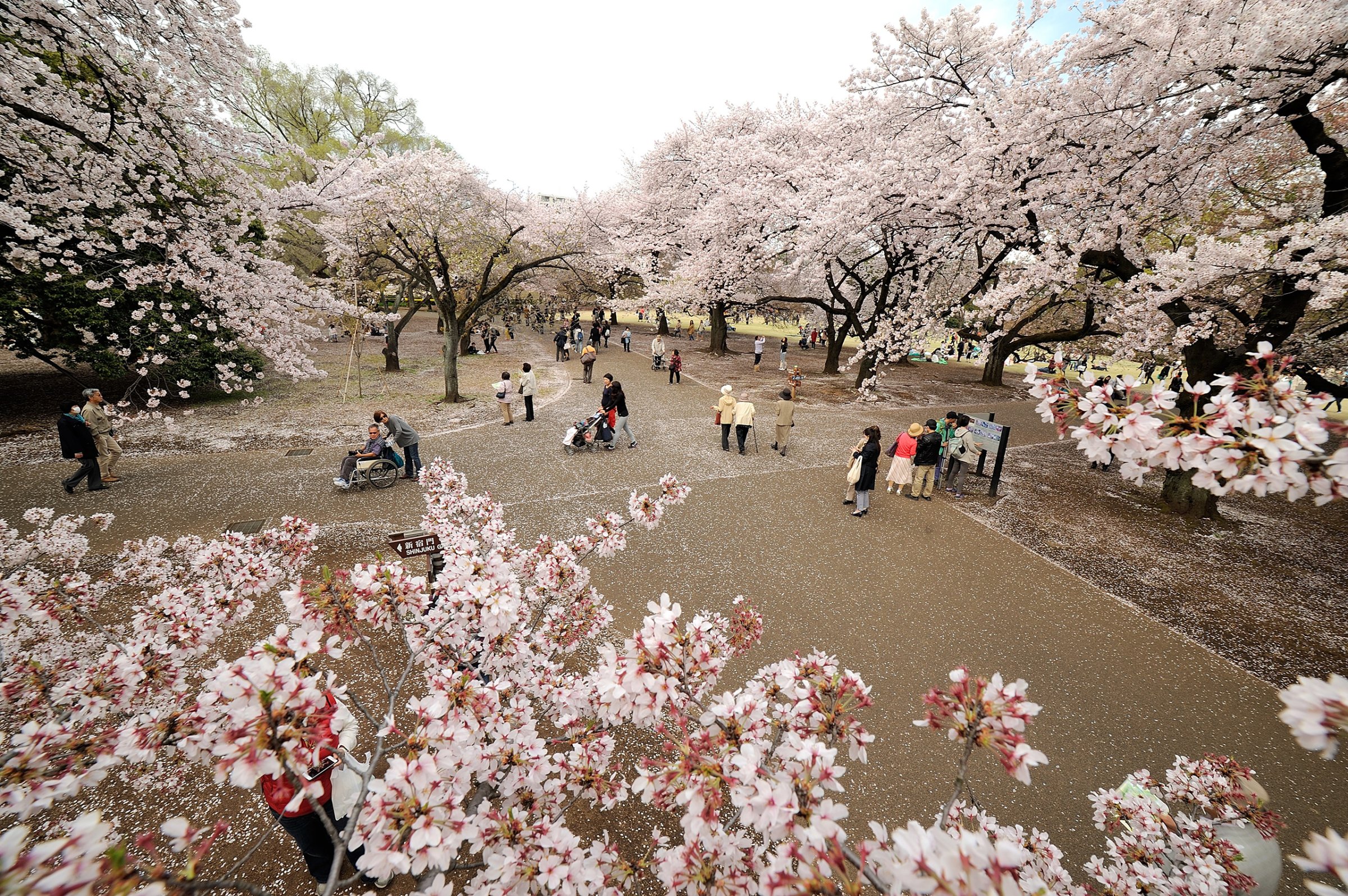 People enjoy the last day of Hanami, a traditional picnic between family, friends or colleague to enjoy the cherry blossoms in Tokyo's Shinjuku Park on April 6, 2016.