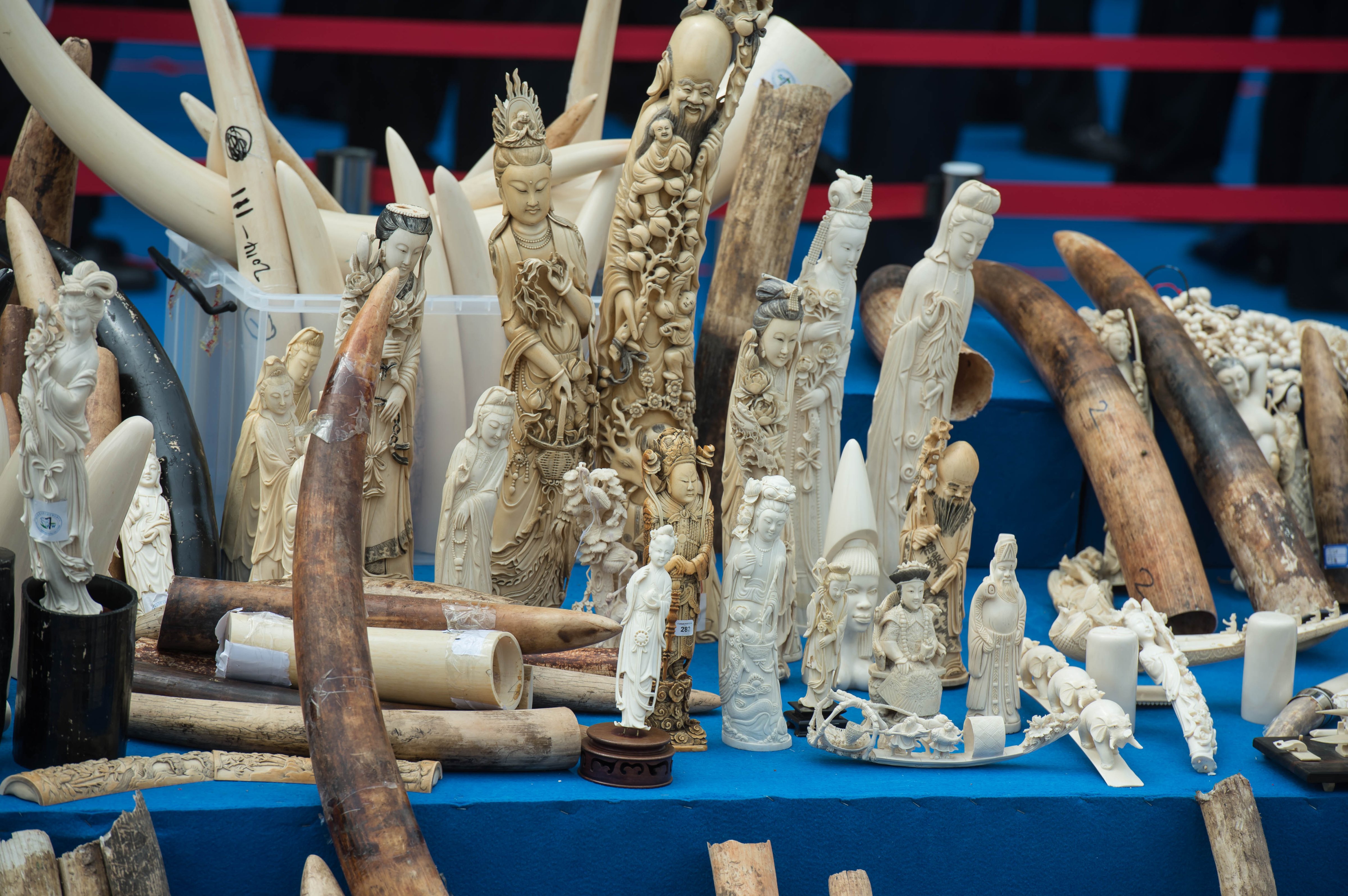 china ivory price drops elephants