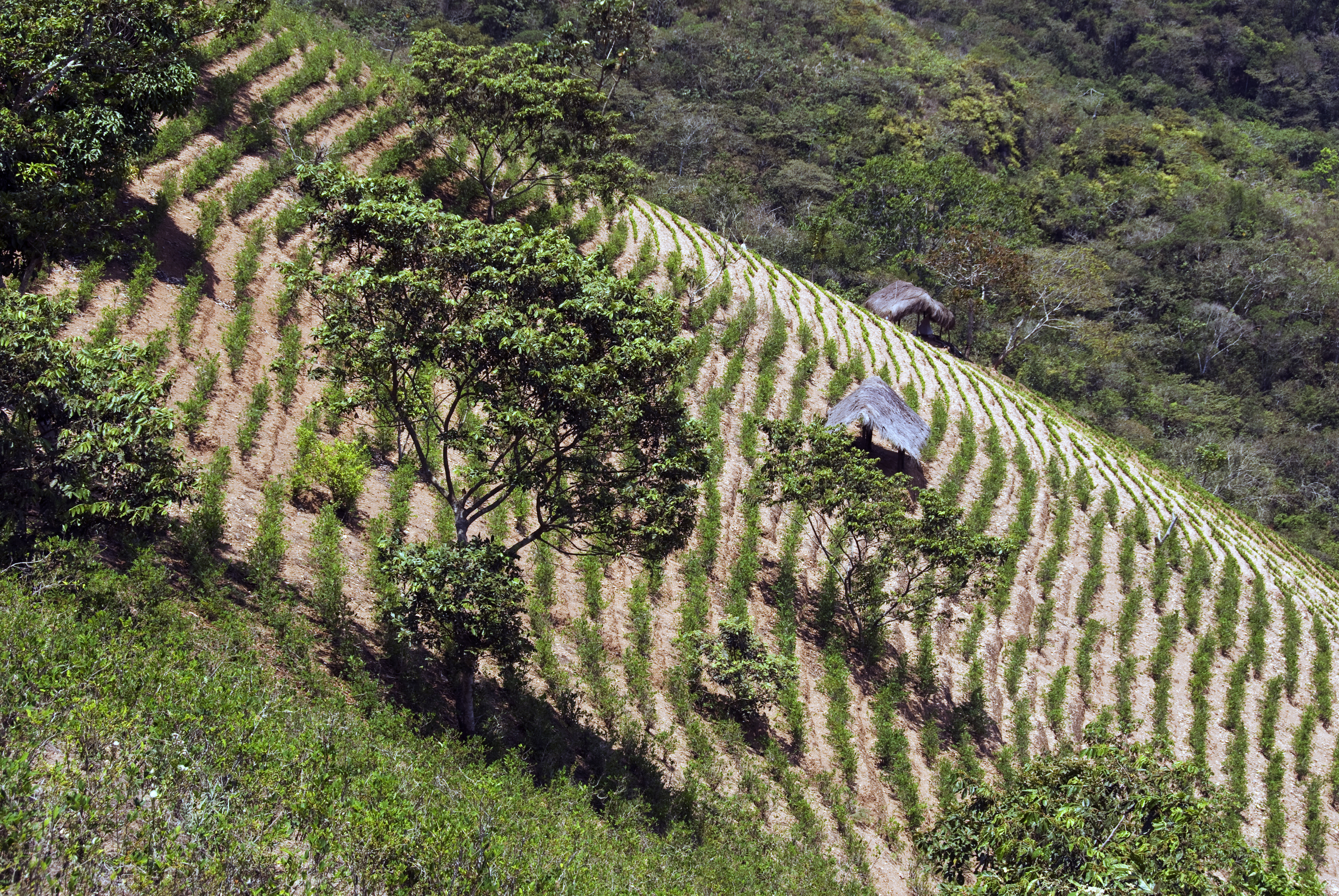 A coca plantation at Coroico, La Paz, Bolivia (Getty Images)