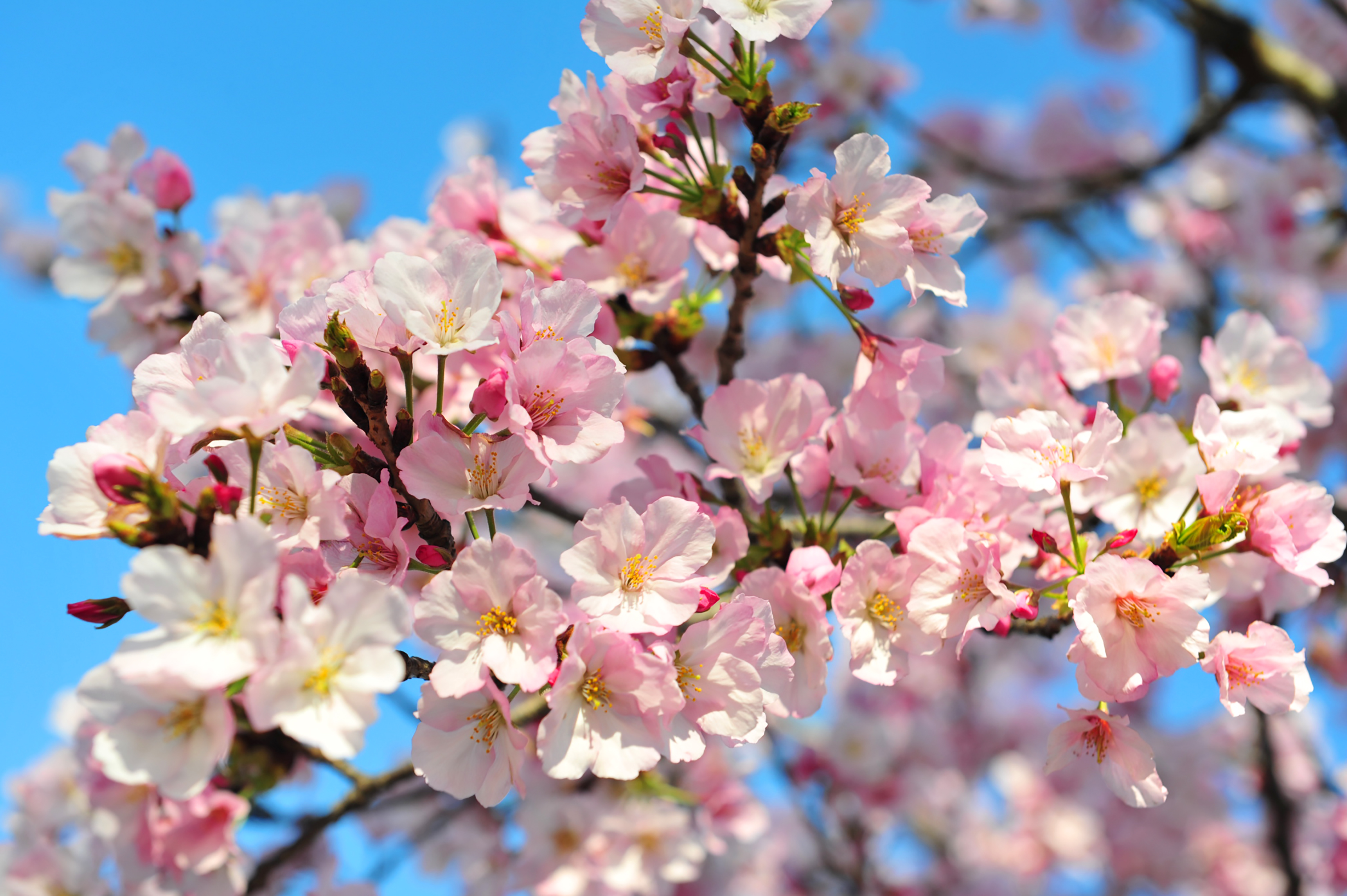 Cherry blossoms at the Tidal Basin in Washington, DC. (Karen Bleier—Getty Images)