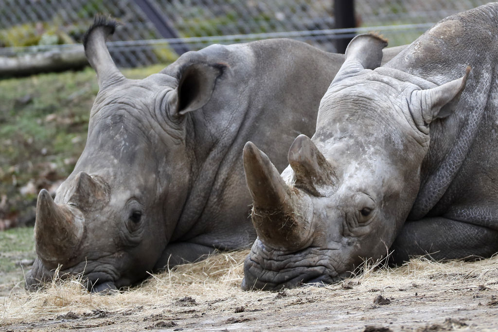 A photo taken on March 8, 2017 shows two rhinos at the Thoiry Zoo, after intruders shot dead a white rhino and hacked off his horns. (Thomas Samson—AFP/Getty Images)