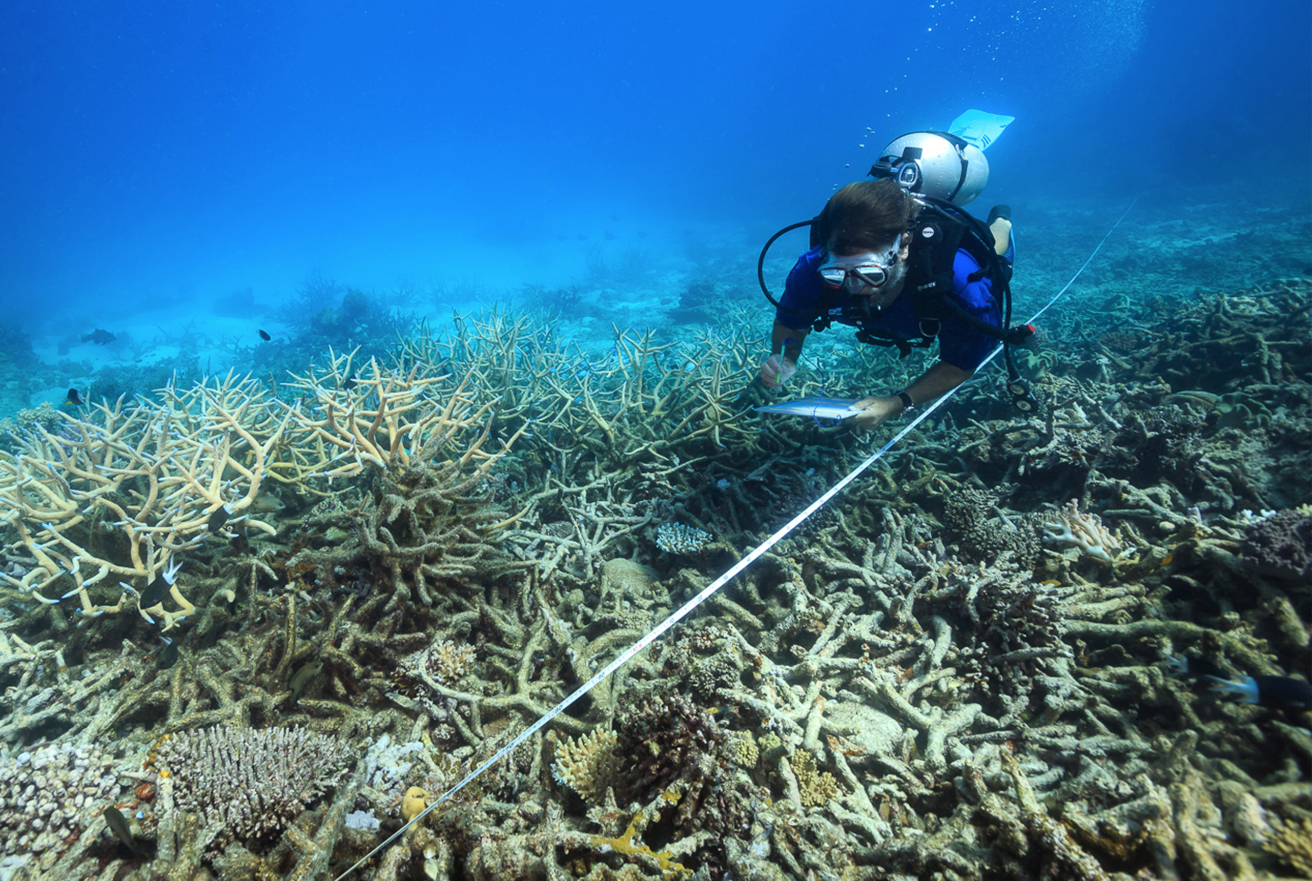 In this October 2016 photo, a scientist measures coral mortality following bleaching on the northern Great Barrier Reef, Australia. (Tane Sinclair-Taylor—ARC Center of Excellence/AP)