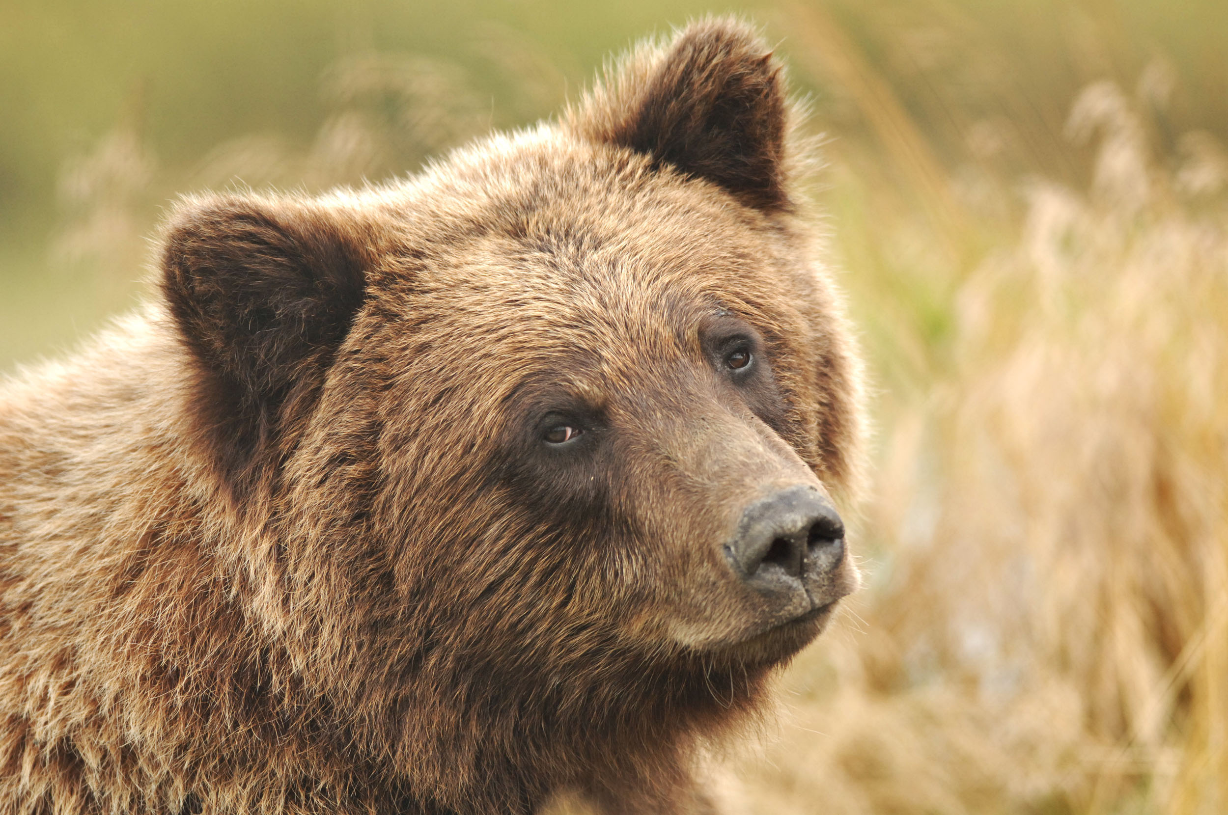 A grizzly bear is pictured in its enclosure at the Alaska Wi