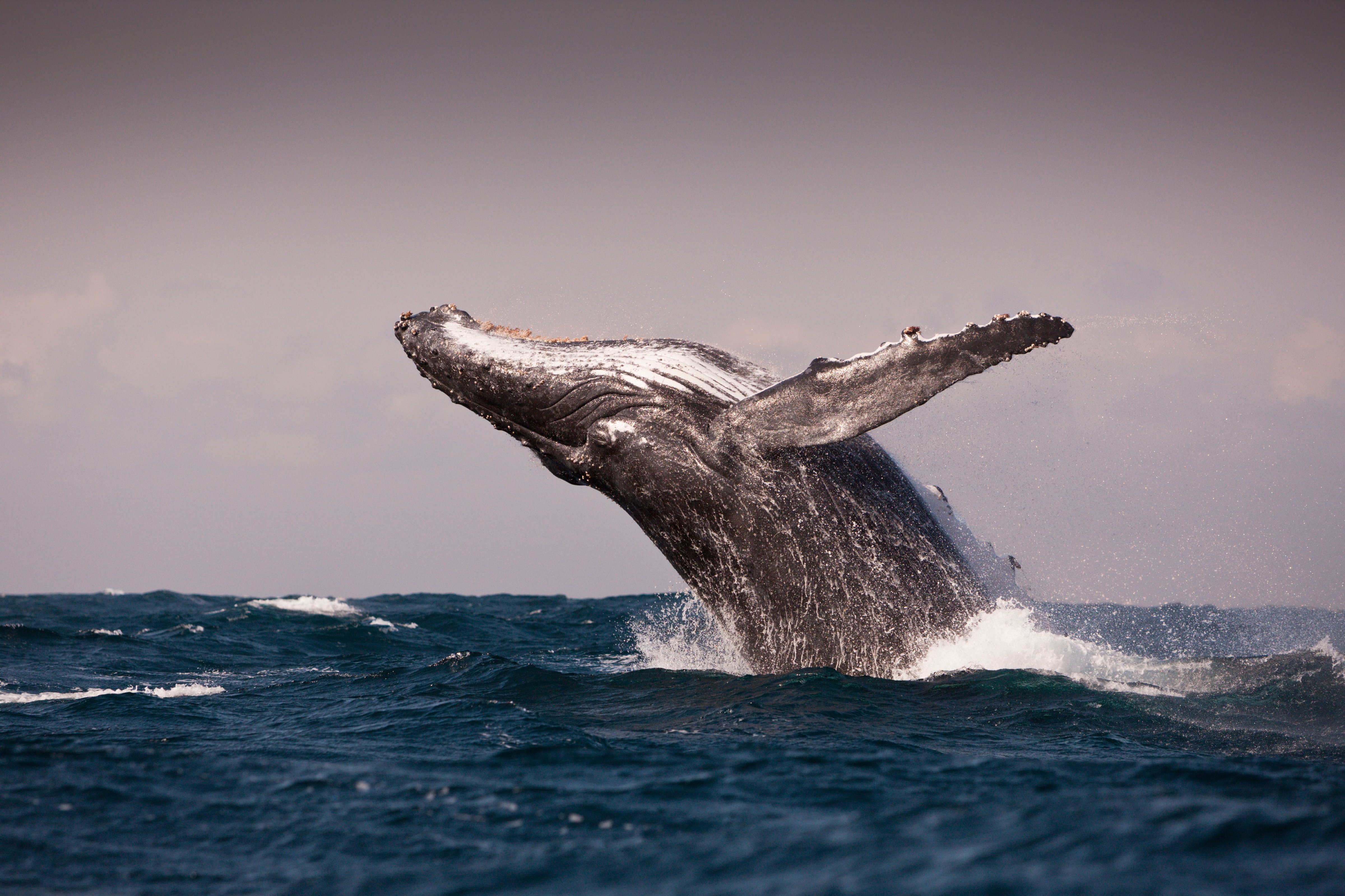 Breaching Humpback Whale, Megaptera novaeangliae, Indian Ocean, Wild Coast, South Africa (Ullstein Bild&mdash;Getty Images)
