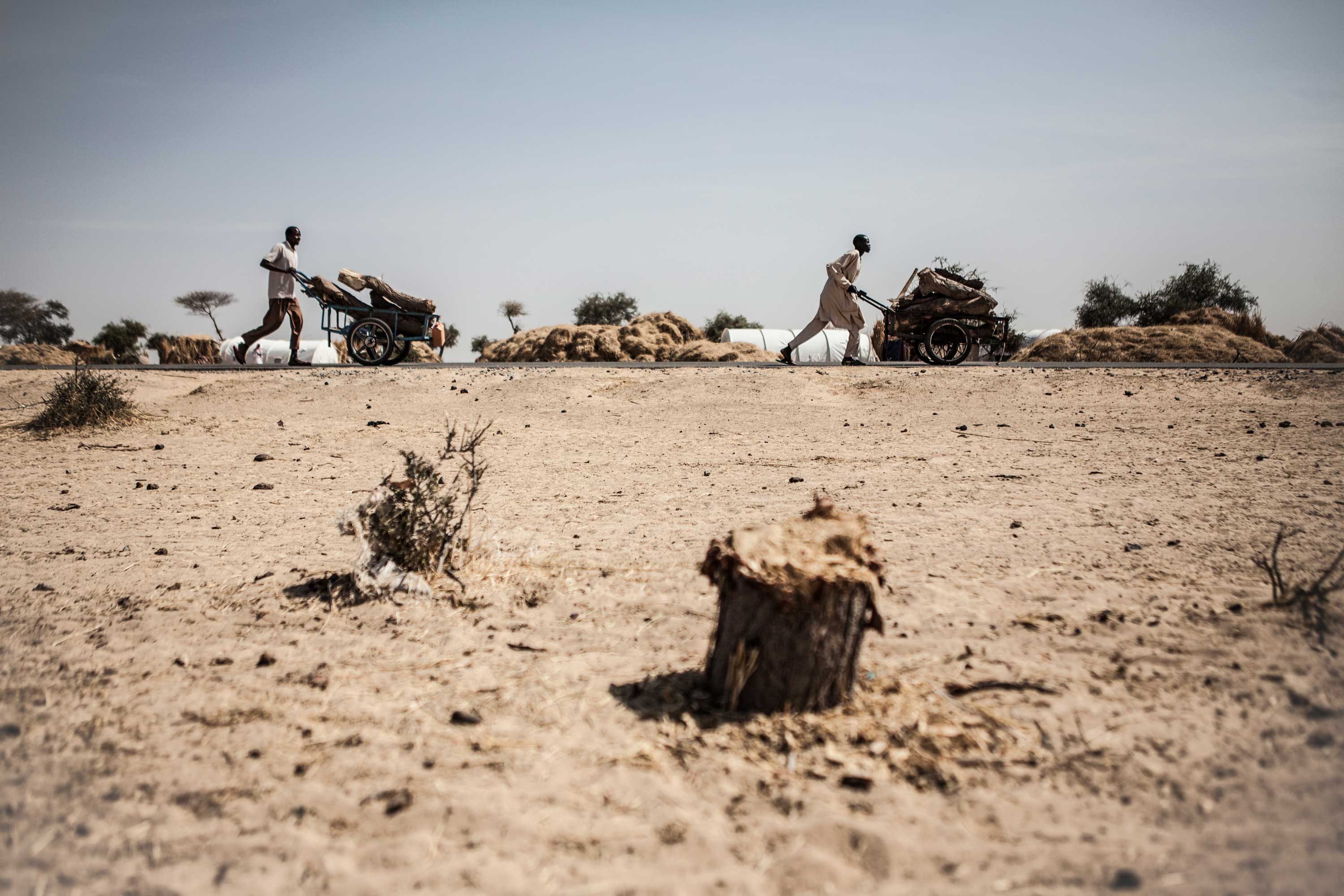 Men push wheelbarrows filled with chopped wood to be sold at the market, outside of Garin Wanzam Camp in Diffa, Niger.
