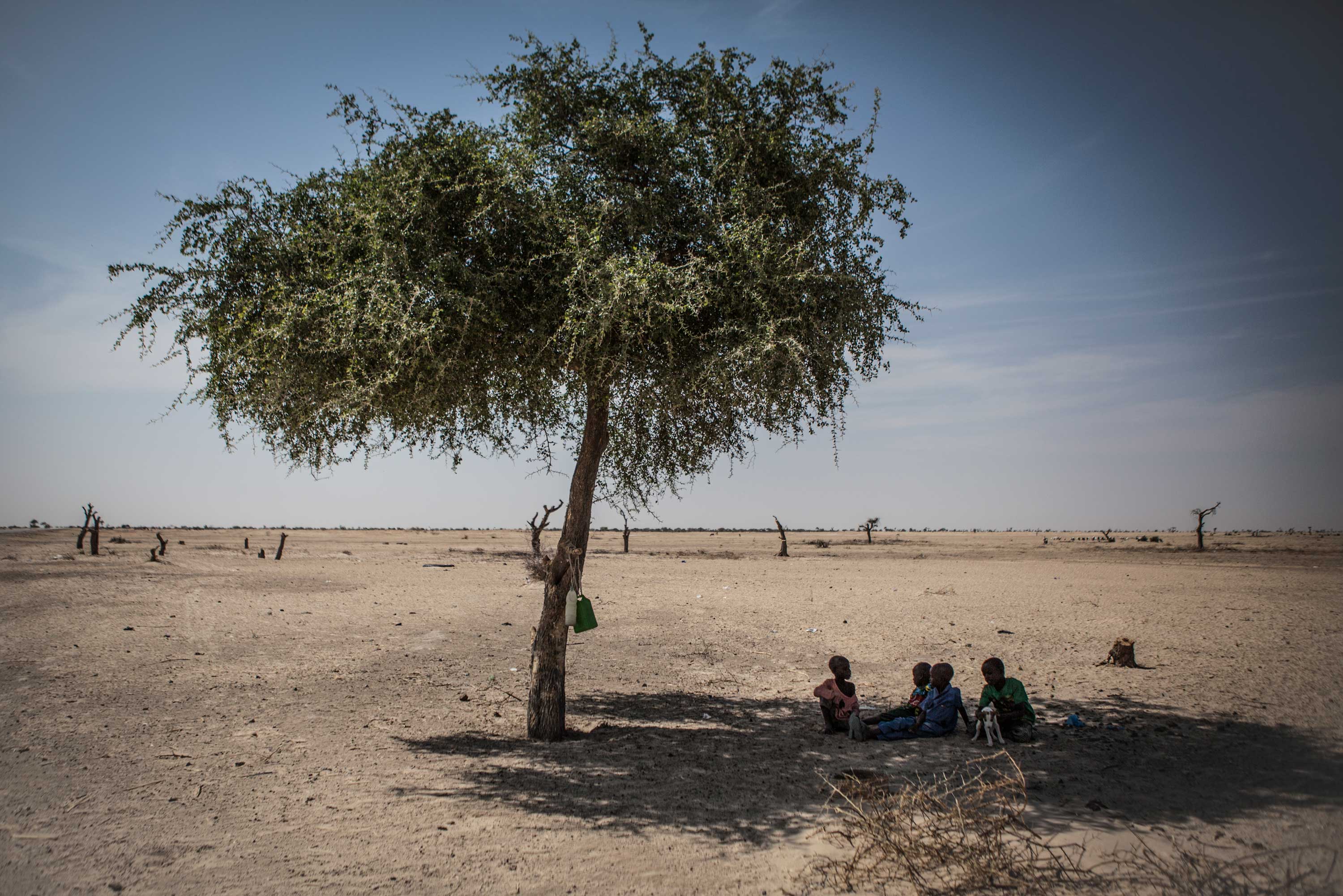 Boys, originally from Yebi, Nigeria, sit under the last remaining tree across from the Garin Wanzam Camp in Diffa, Niger.