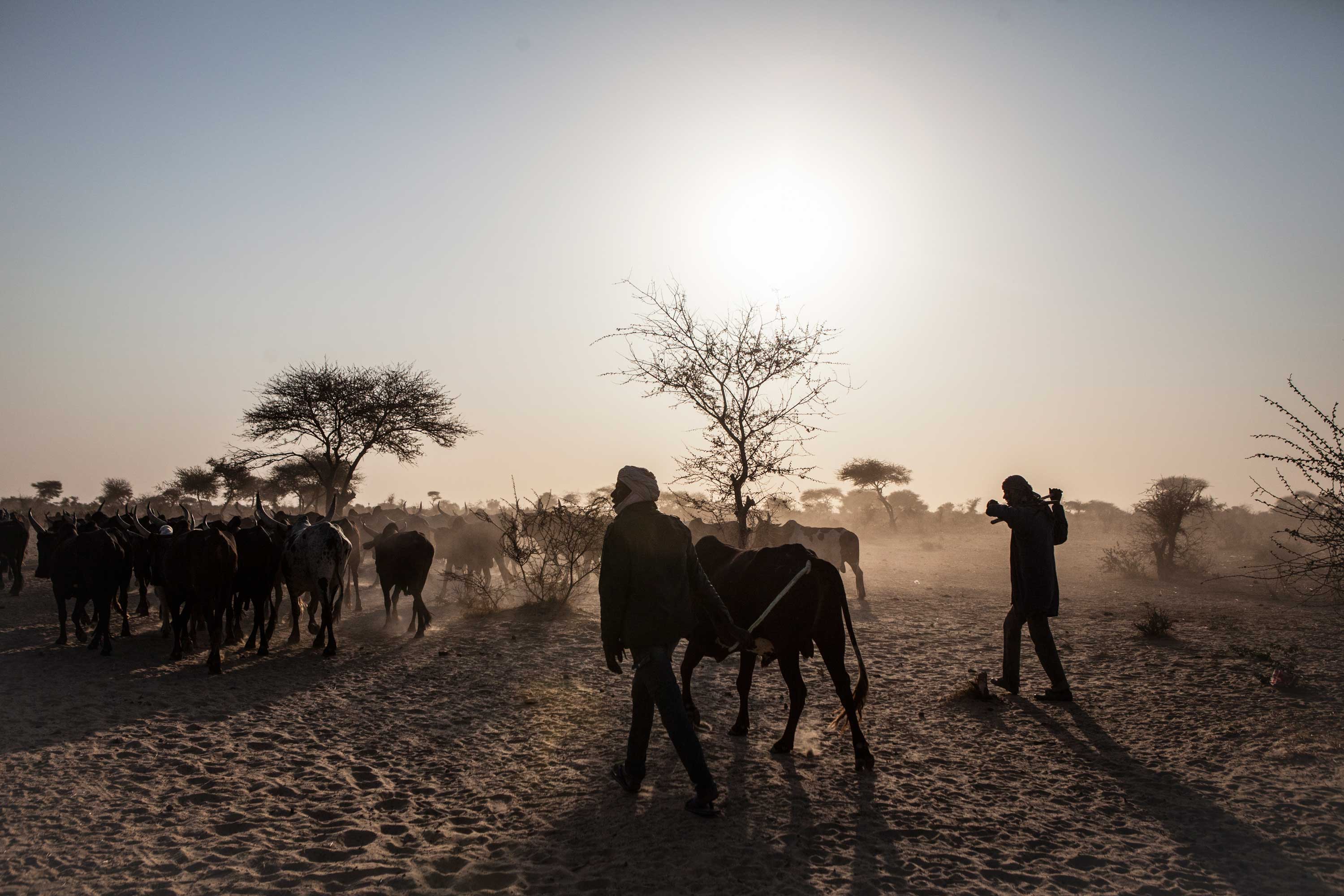 Herders lead their cows from N'djamena, Chad across Niger to be sold on the market in Northern Nigeria.