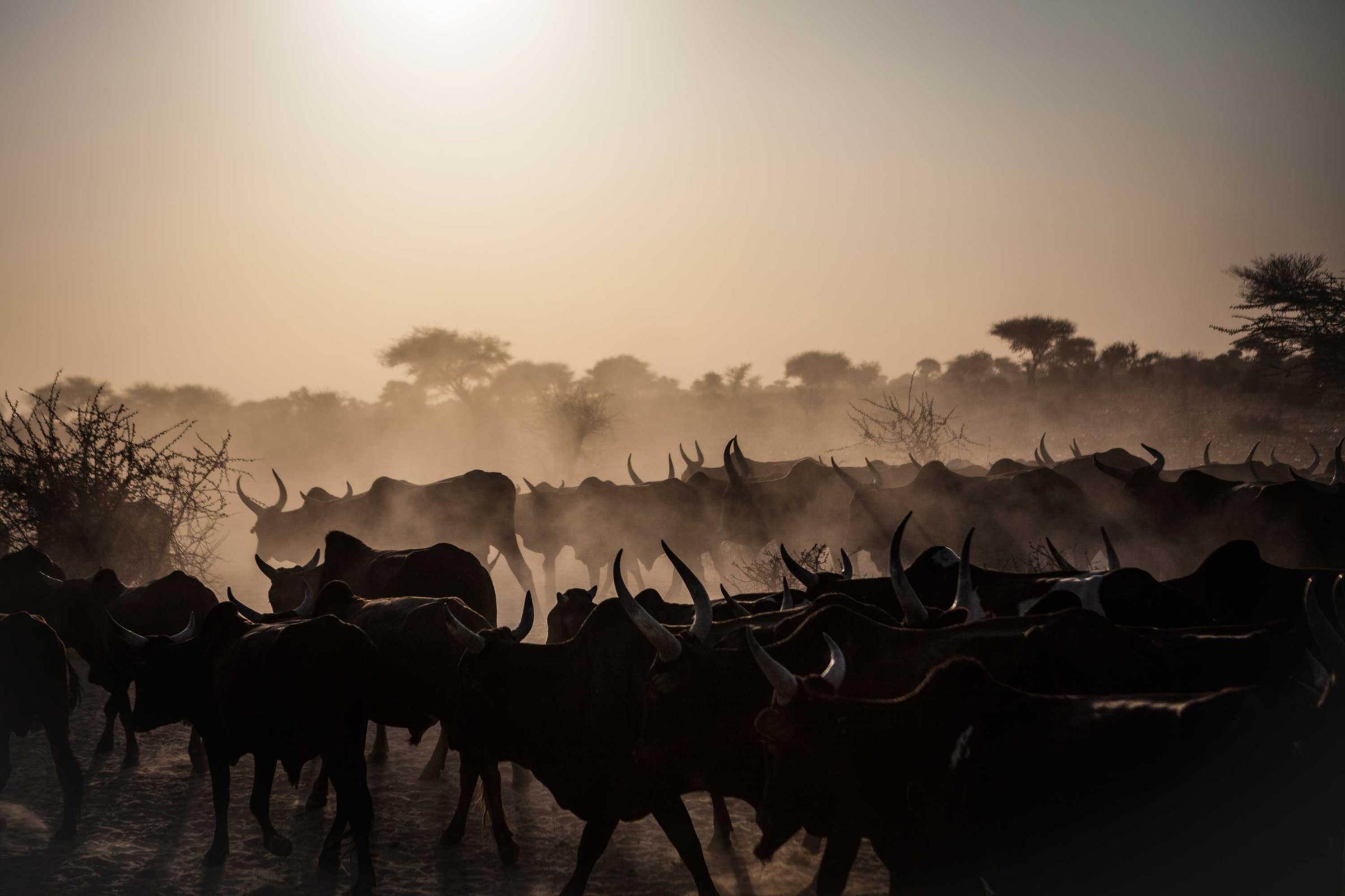 Herders lead their cows from N'djamena, Chad across Niger to be sold on the market in Northern Nigeria.(Jane Hahn)