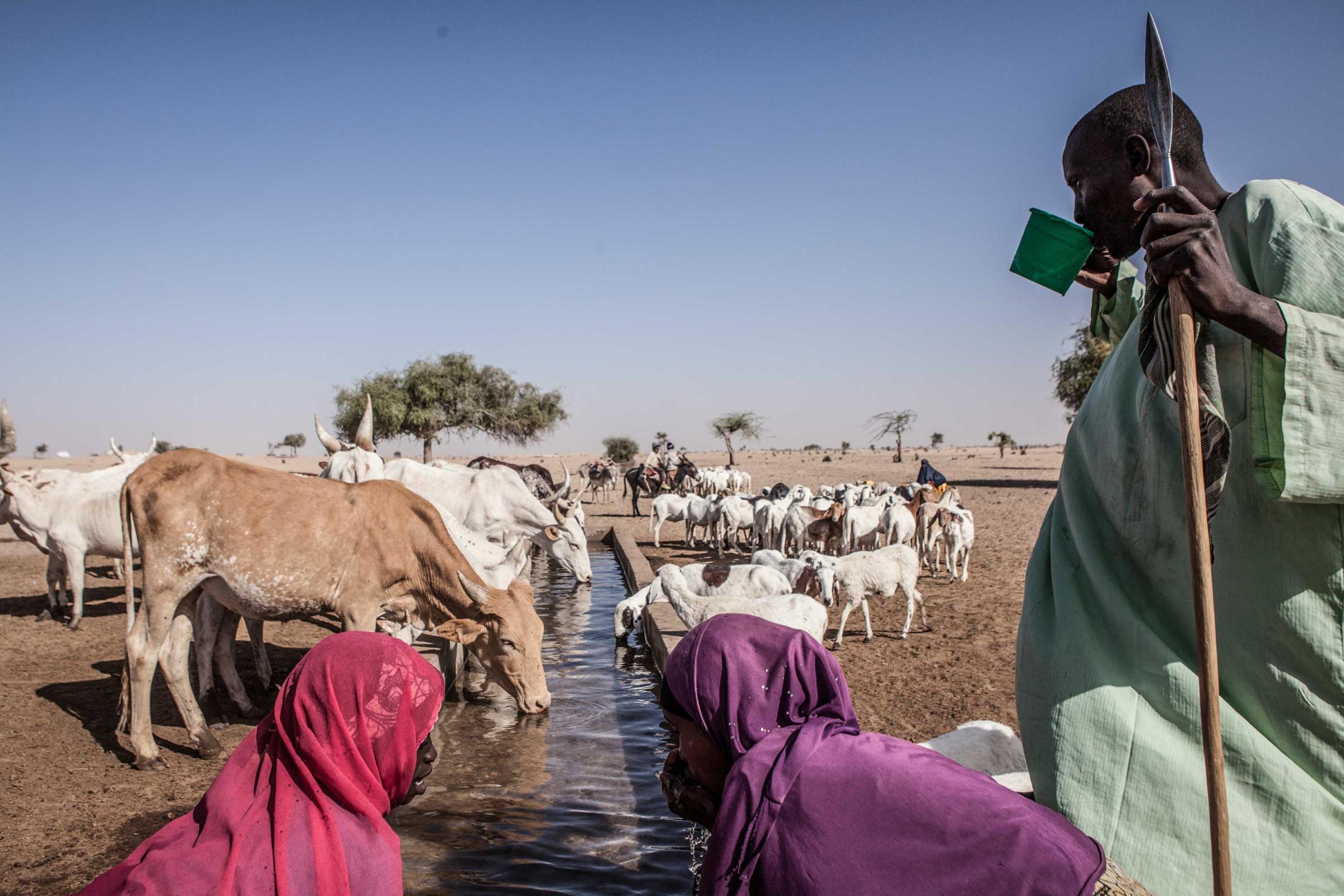 Tar Doum, 35, a herder from an island in Lake Chad, drinks water from a tap feeding a trough for animals in Kindjandi Town/Camp in Diffa, Niger. Doum farmed in addition to tending to his cows while living on the lake but after Boko Haram attacked and killed many in his village two years ago, he has yet to returned. (Jane Hahn)