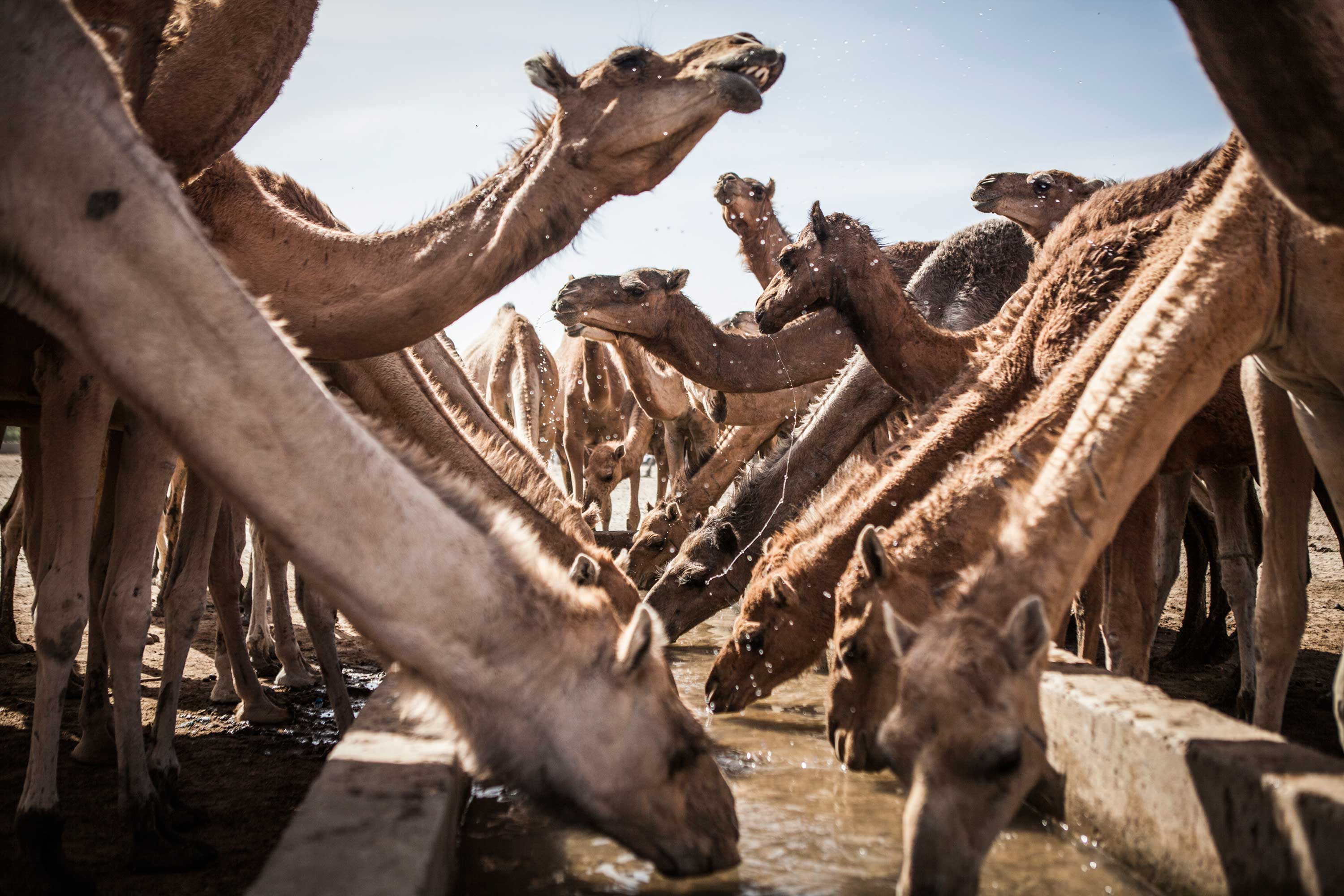 Camels drink water from a trough in Kindjandi Camp in Diffa, Niger.