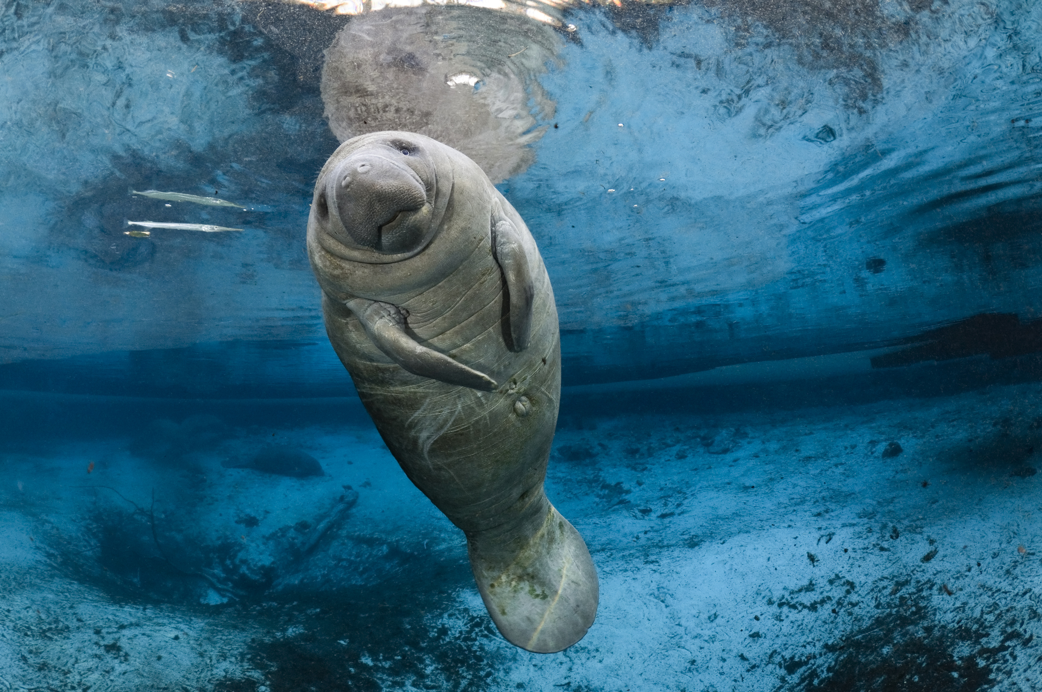 On one of the coldest Florida winter days in history, a young male Florida manatee calf floats and enjoys the warmth over a blue freshwater spring outflow. (Carol Grant—Getty Images)