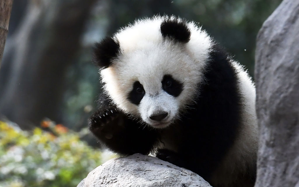 Panda Study: This Is Why They're Black and White | Time