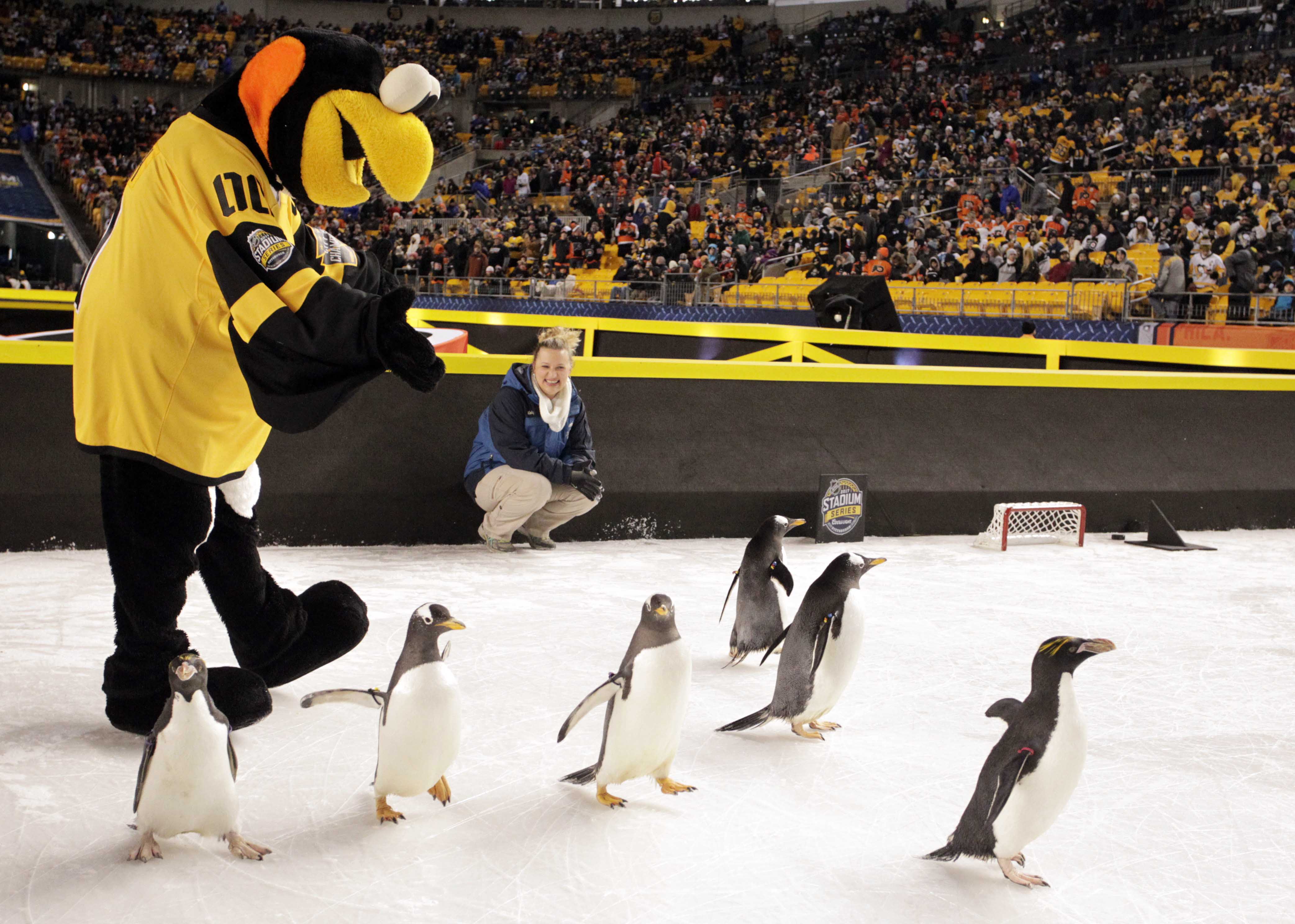 The Pittsburgh Penguins mascot plays with live penguins before the Pittsburgh Penguins host the Philadelphia Flyers in a Stadium Series hockey game at Heinz Field, on Feb 25, 2017. (Charles LeClaire—USA Today Sports/Reuters)