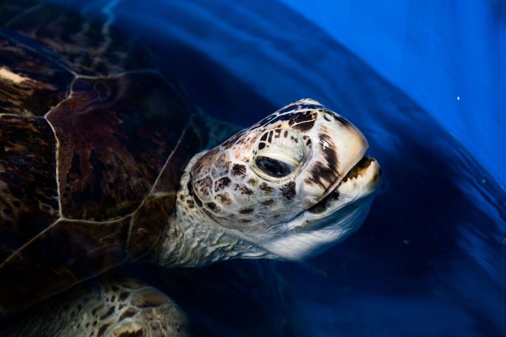 A sea turtle dubbed "Piggy Bank" comes up for air while swimming in a small sea water pool at the Veterinary Medical Aquatic Animal Research Center in Bangkok on March 13, 2017. (ROBERTO SCHMIDT&mdash;AFP/Getty Images)