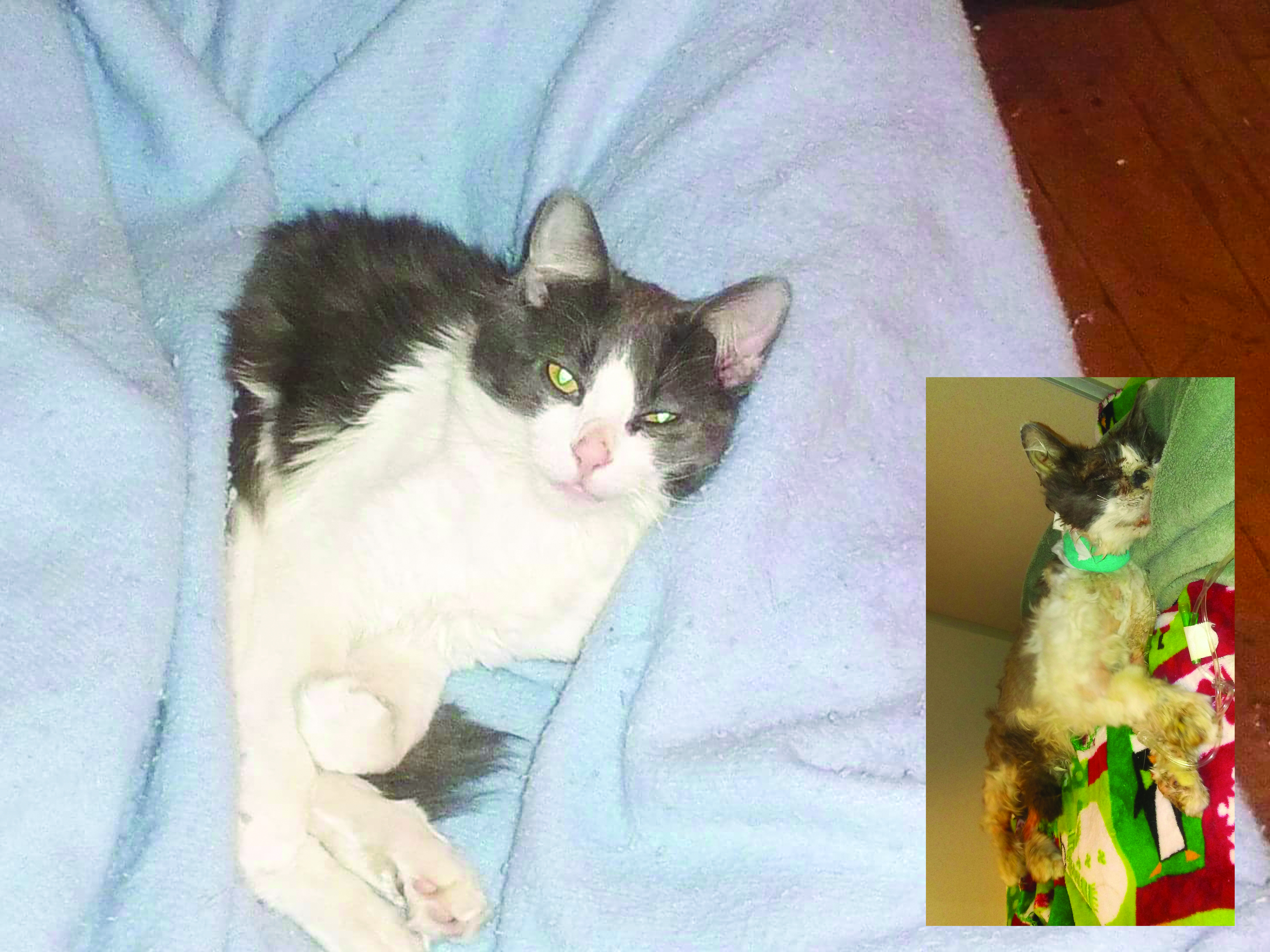 Cat Tortured With Hot Glue in Utah Abuse Case | Time