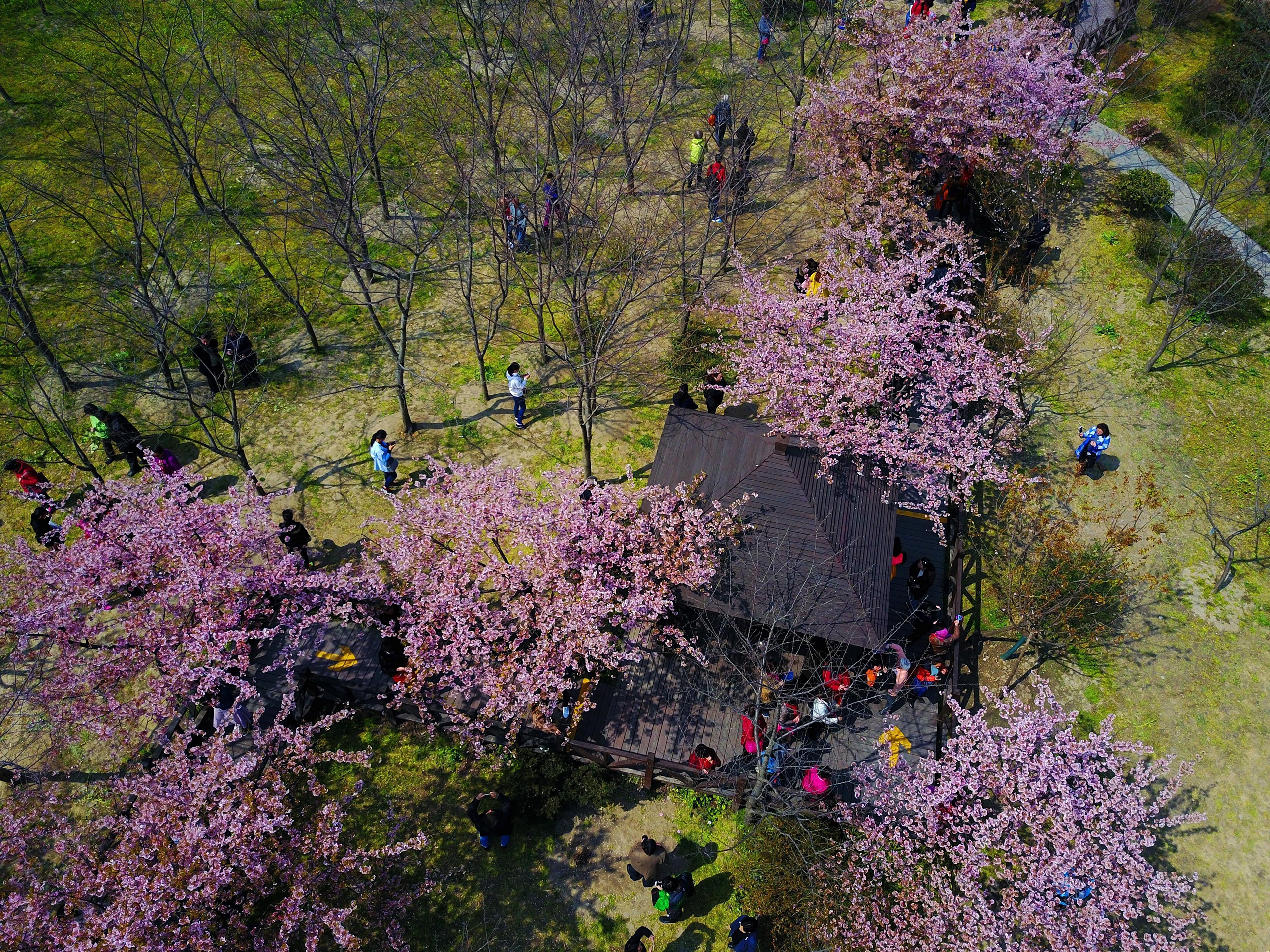 Visitors flock to Gucun Park to view blooming cherry blossoms in Shanghai, on March 8th, 2017. The 7th Cherry Blossom Festival will be held at Gucun Park from March 15th to April 14th, 2017.