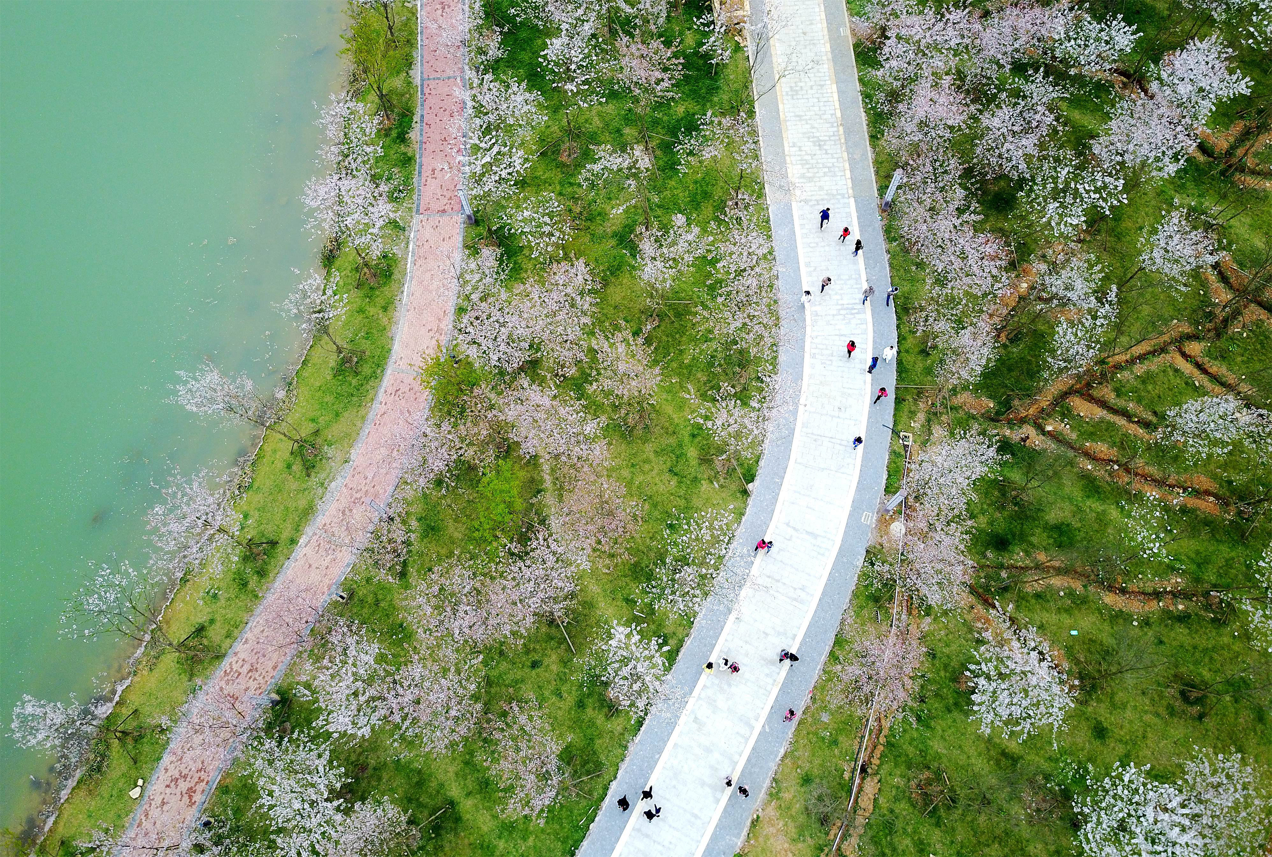 A photo taken on April 2, 2017 shows the aerial view of the cherry blossoms in Yilong New Area of the Bouyei-Miao Autonomous Prefecture of Qianxi'nan, southwest China's Guizhou Province.
