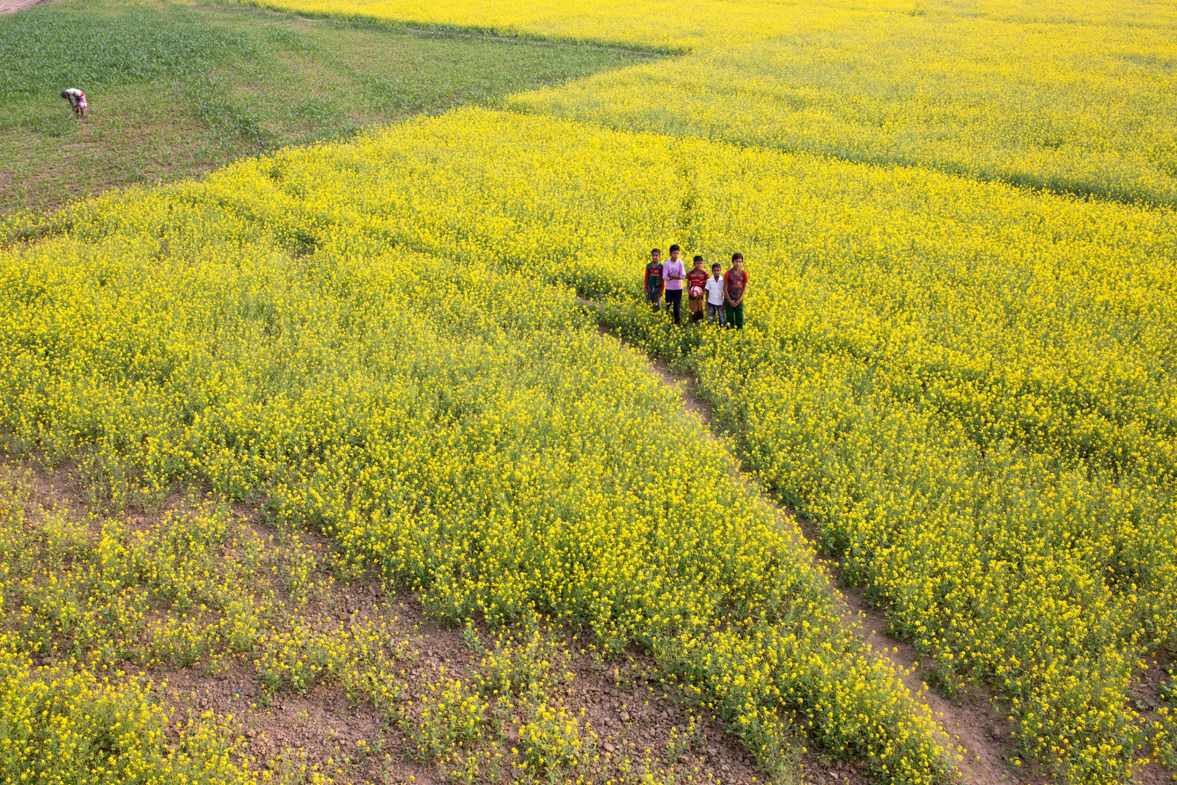 Mustard Flower Fields In Bangladesh