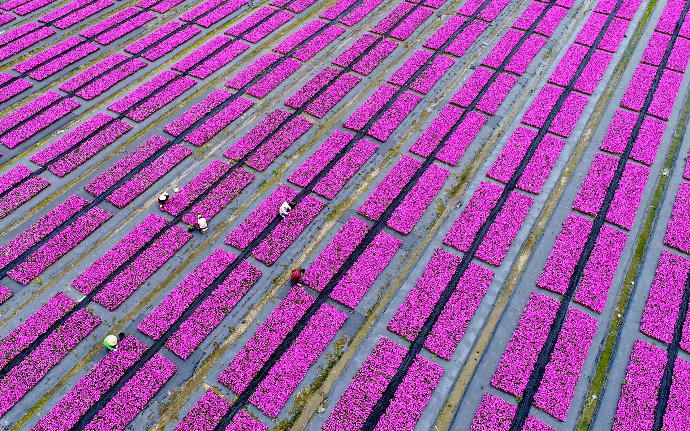 Aerial View of Flowers Field In Hangzhou