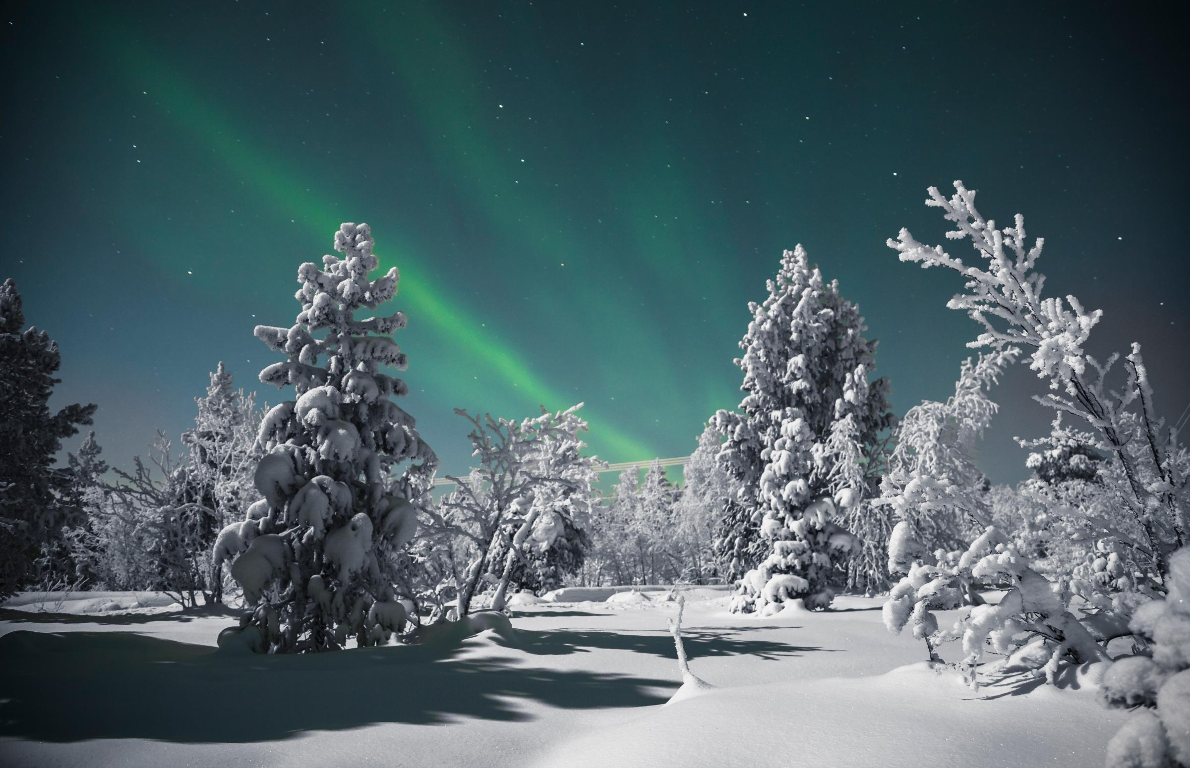 Forest lit by full moon with Northern Lights