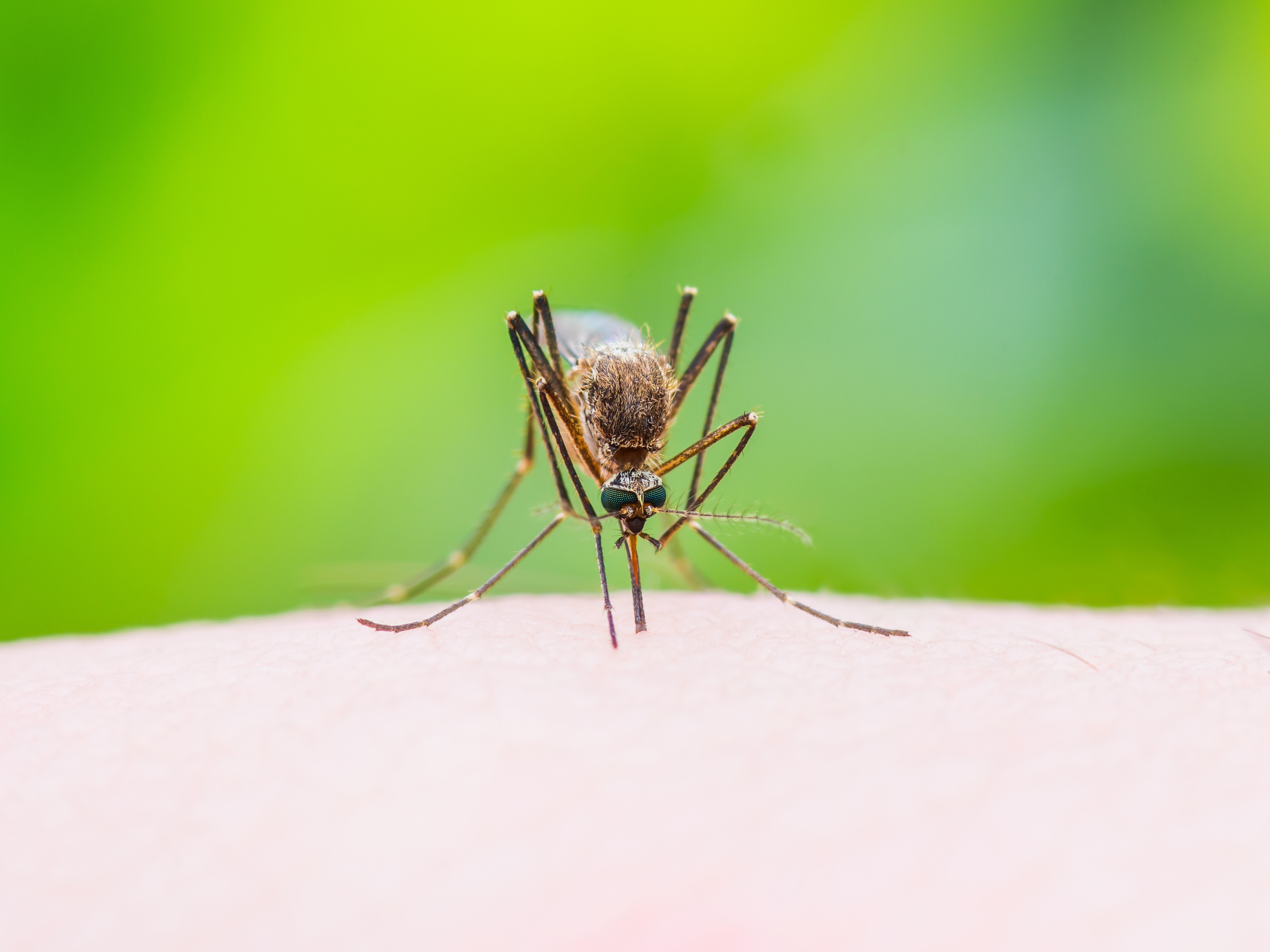 Stinging Mosquito on Green Background