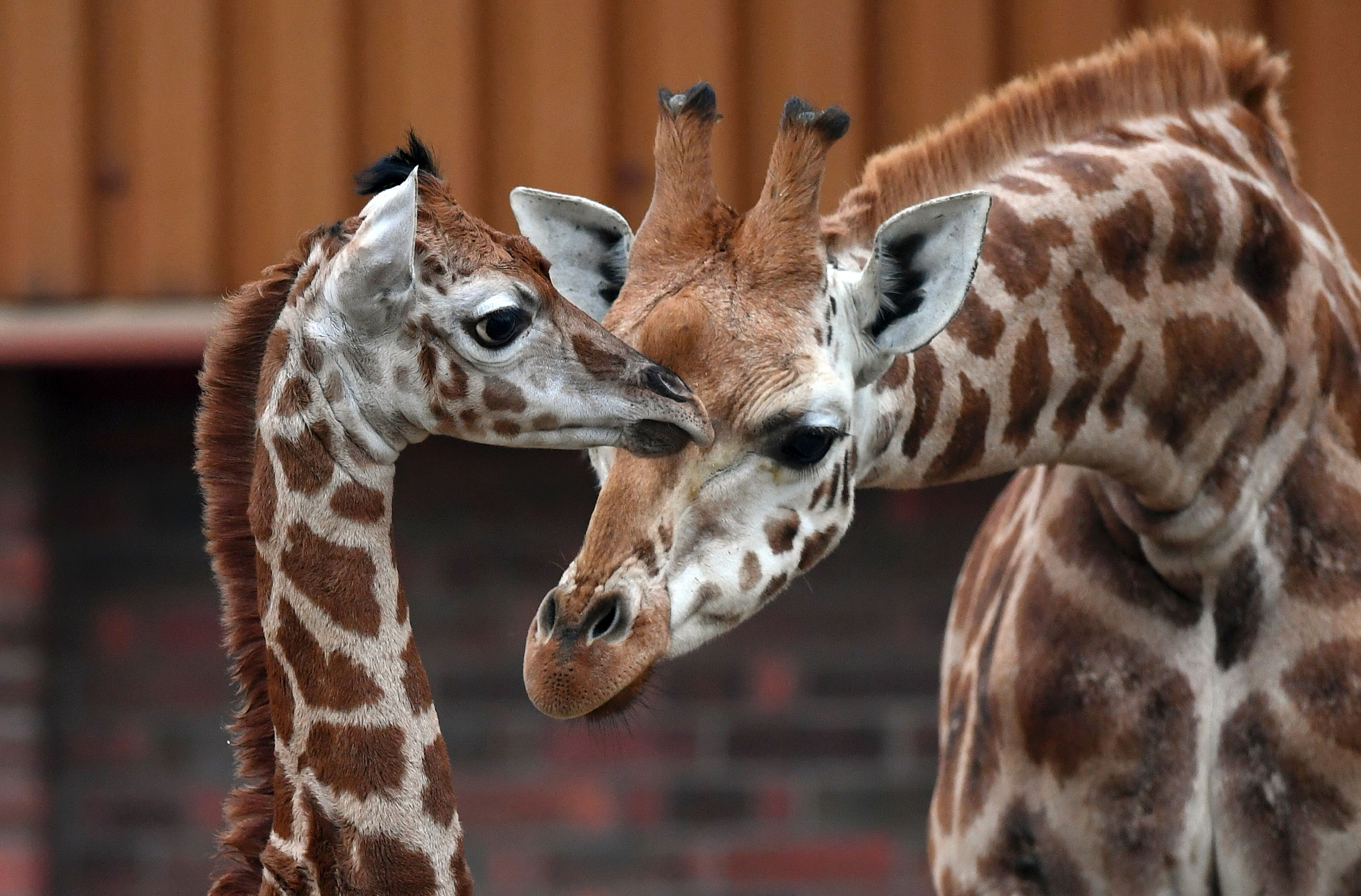 Giraffes: Advocates Push for Inclusion on Endangered List | Time