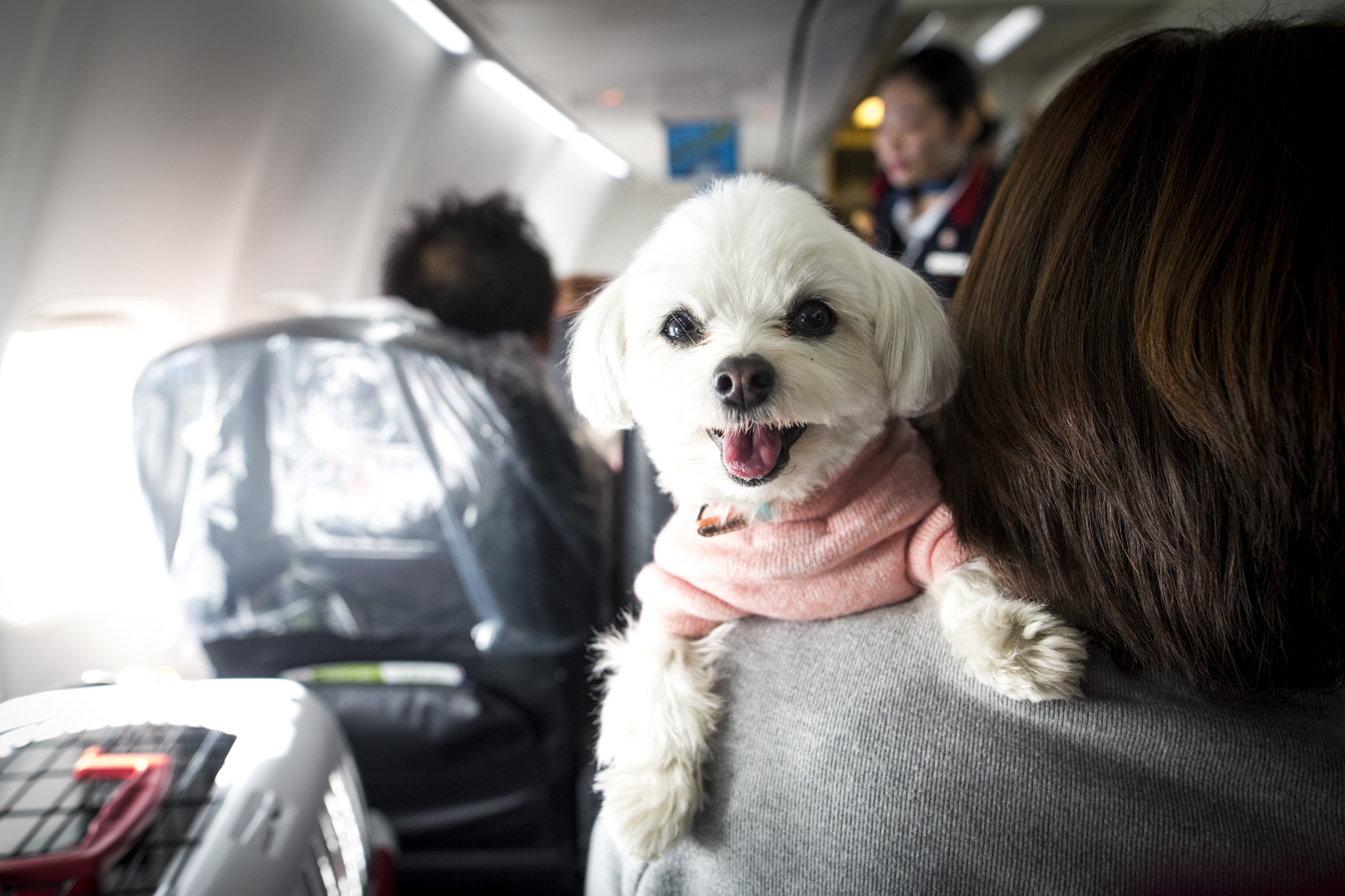 pet-on-flights