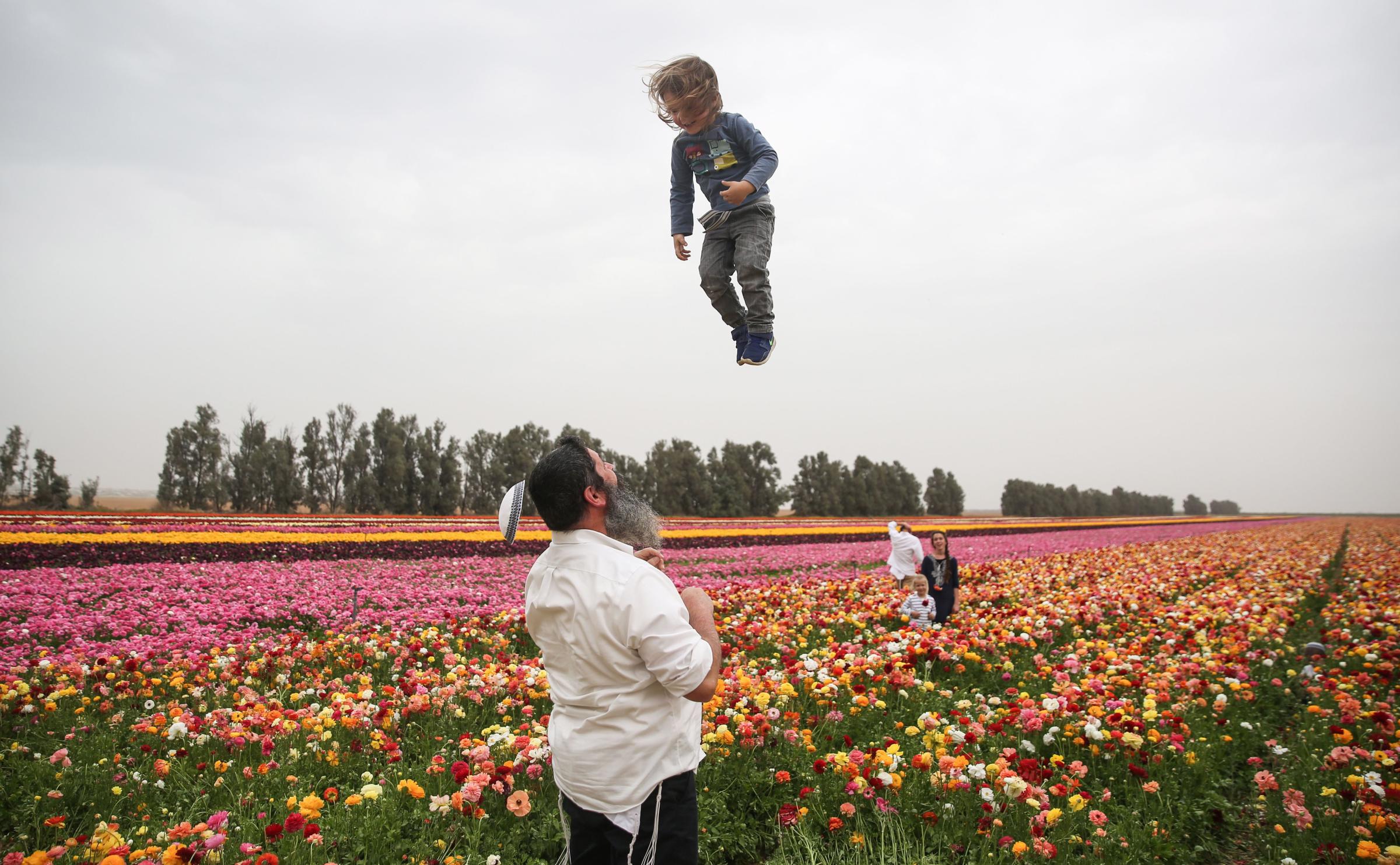 An Israeli man playfully throws a child as his kippah falls off in a field of Ranunculus flowers in the southern Israeli Kibbutz of Nir Yitzhak, located along the Israeli-Gaza Strip border on April 12, 2017.