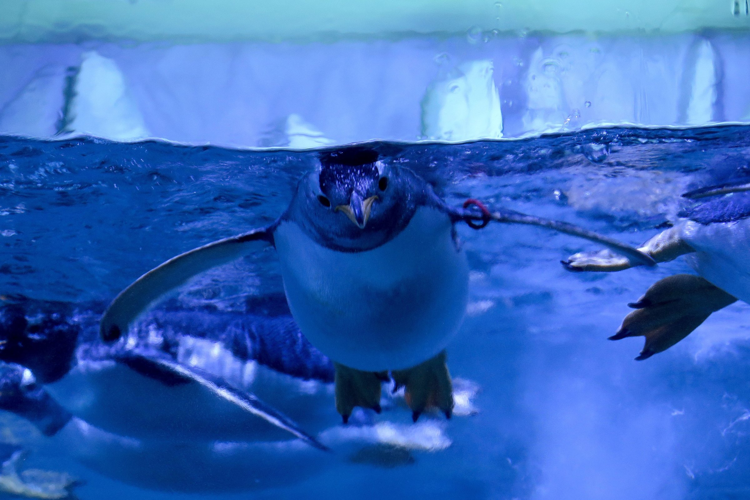 Gentoo penguins at Istanbul Aquarium