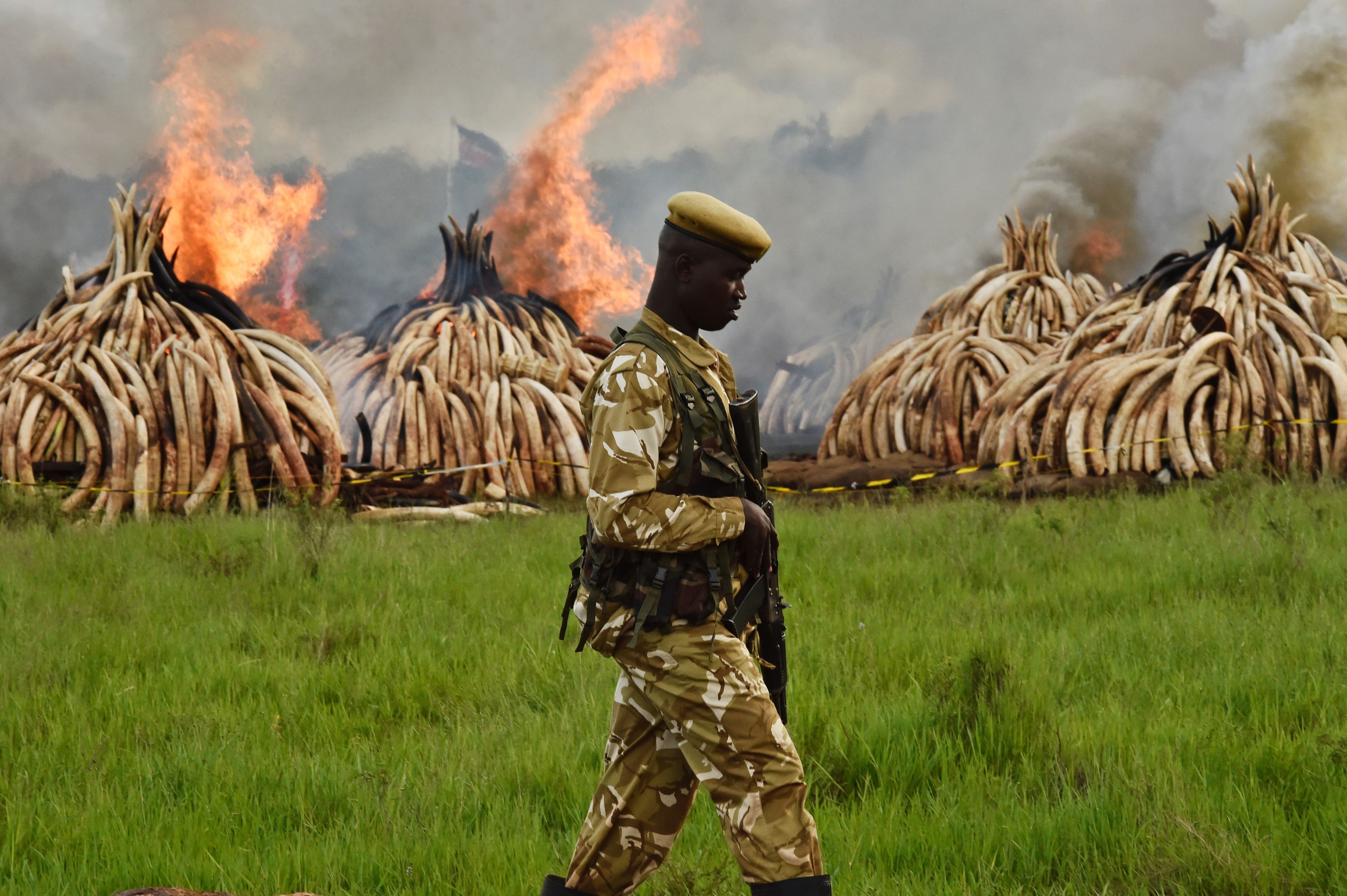A Kenya Wildlife Services (KWS) ranger stands guard around illegal stockpiles of burning elephant tusks, ivory figurines and rhinoceros horns at the Nairobi National Park in April 2016. (Carl de Souza—AFP/Getty Images)