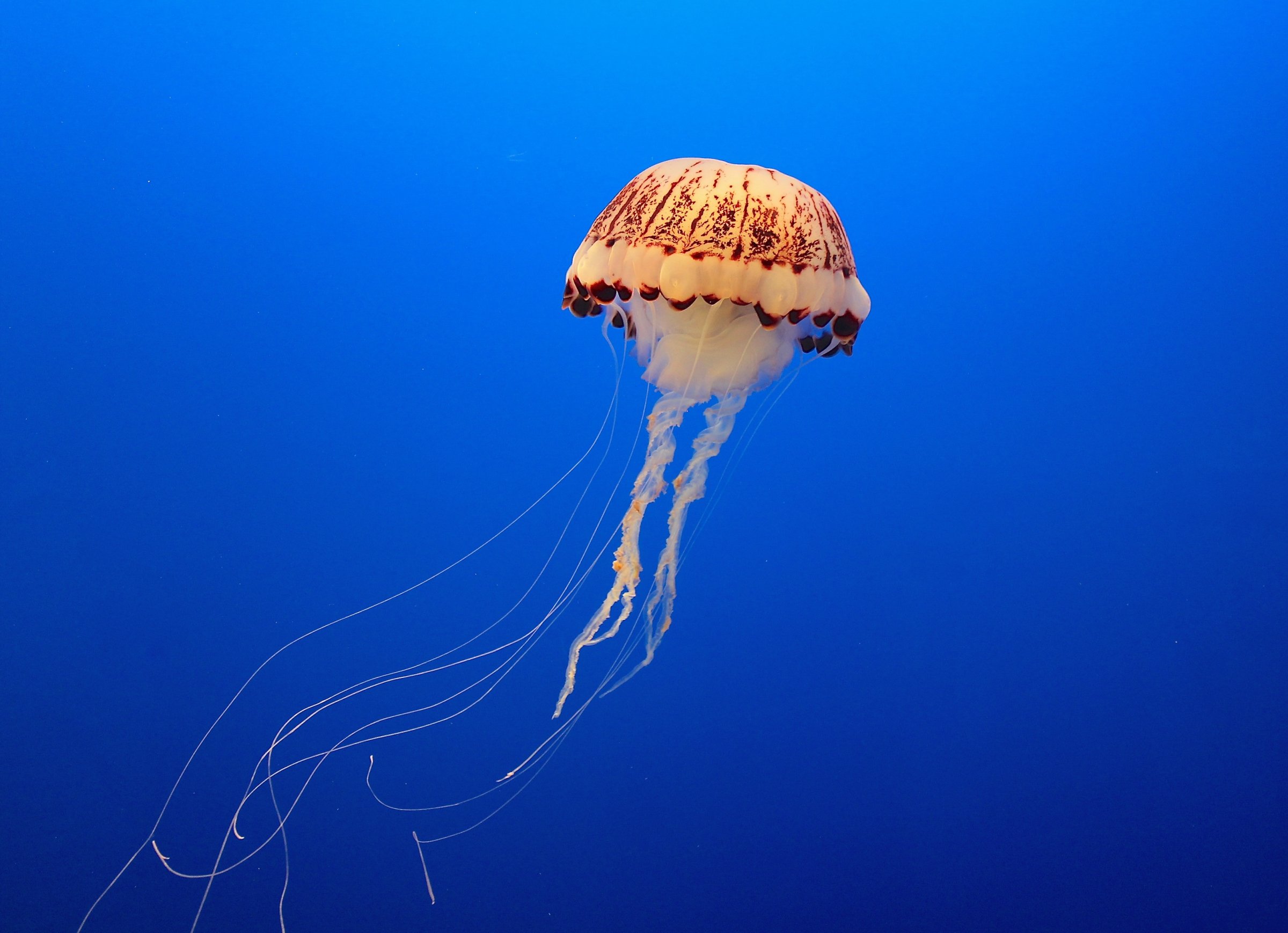 Jellyfish Swimming In Sea