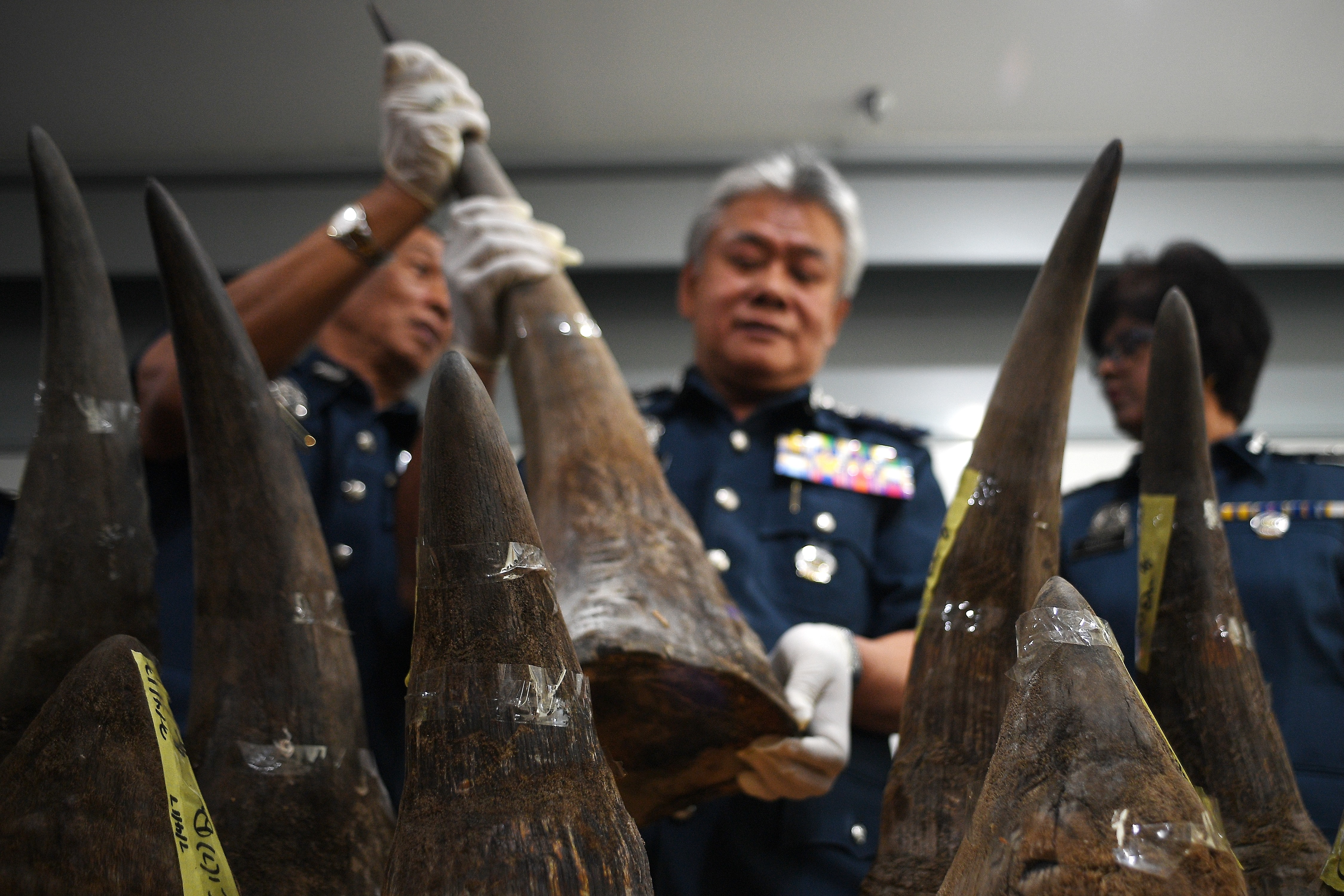 Malaysian Airports Customs Director Hamzah Sundang displays seized Rhino horns during a press conference at the Customs Complex in Sepang on April 10, 2017. (Manan Vatsyayana—AFP/Getty Images)