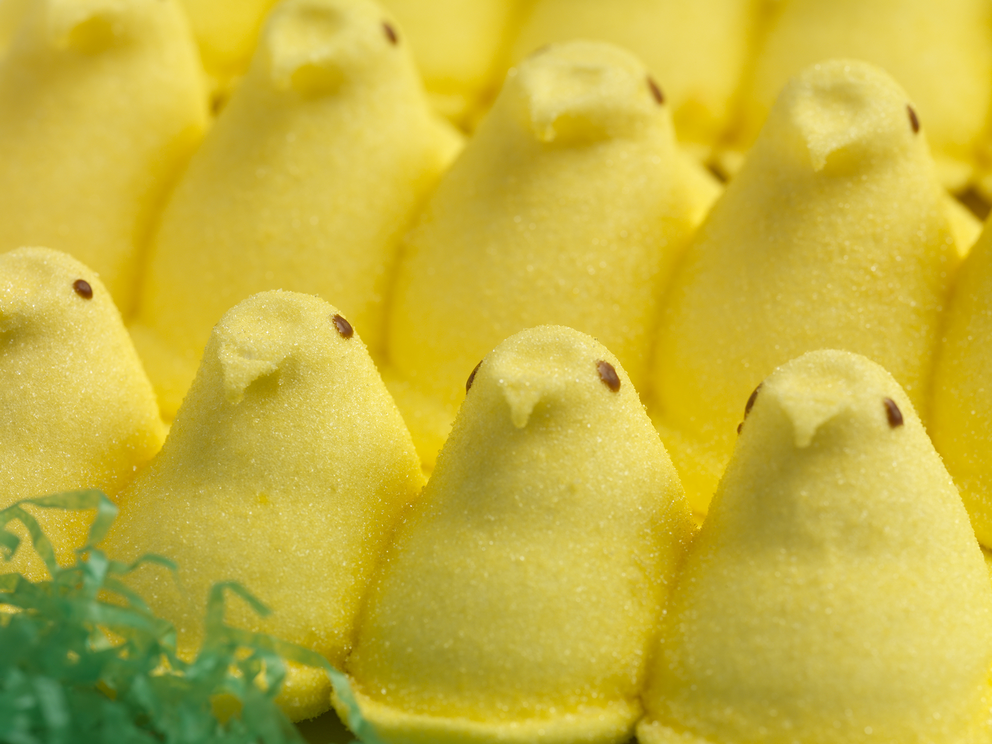 Yellow Marshmallow Chicks in Rows
