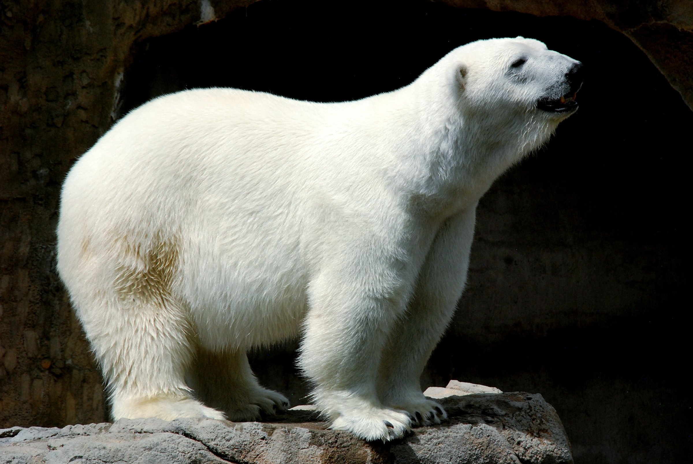 Polar Bear Standing On Rock In Zoo